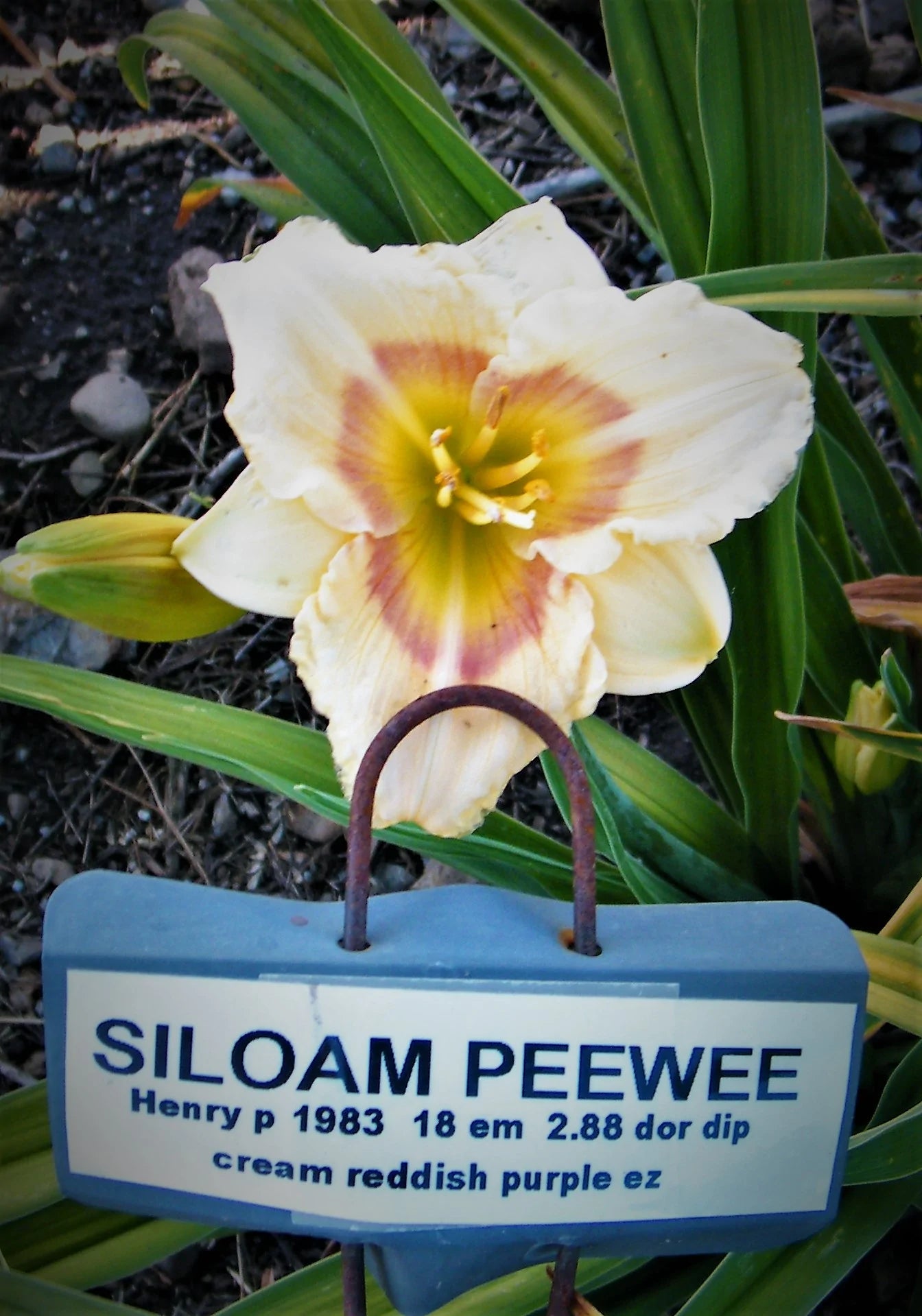 SILOAM PEE WEE