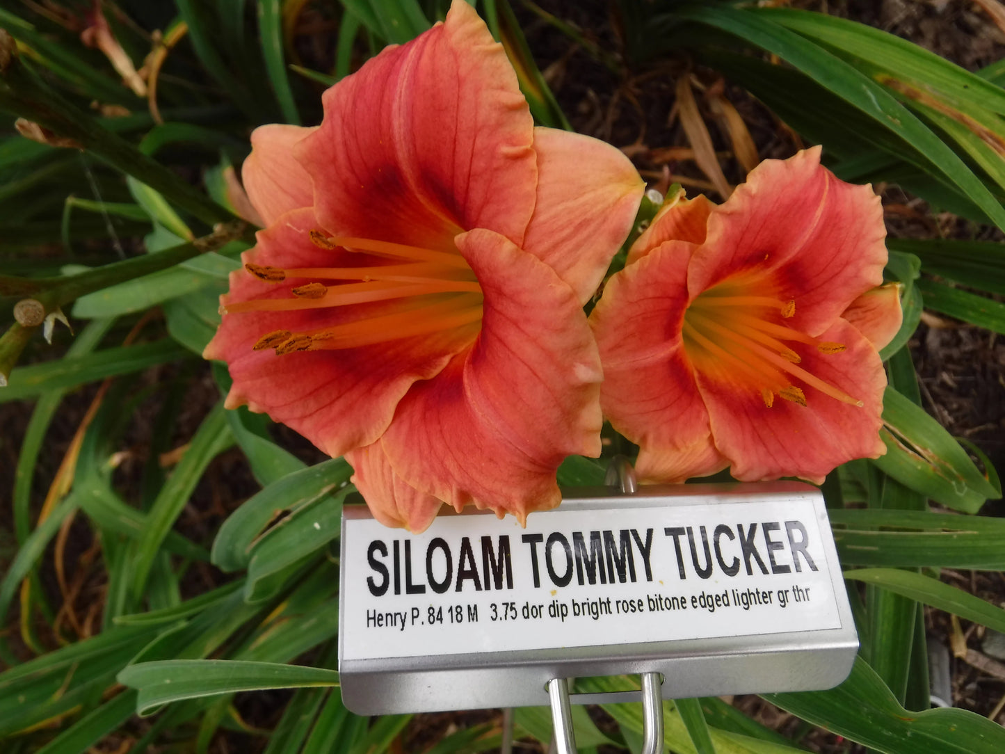 SILOAM TOMMY TUCKER