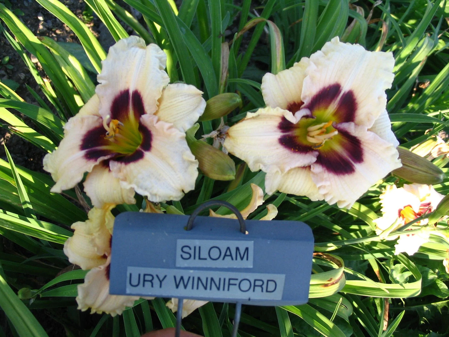 SILOAM URY WINNIFORD
