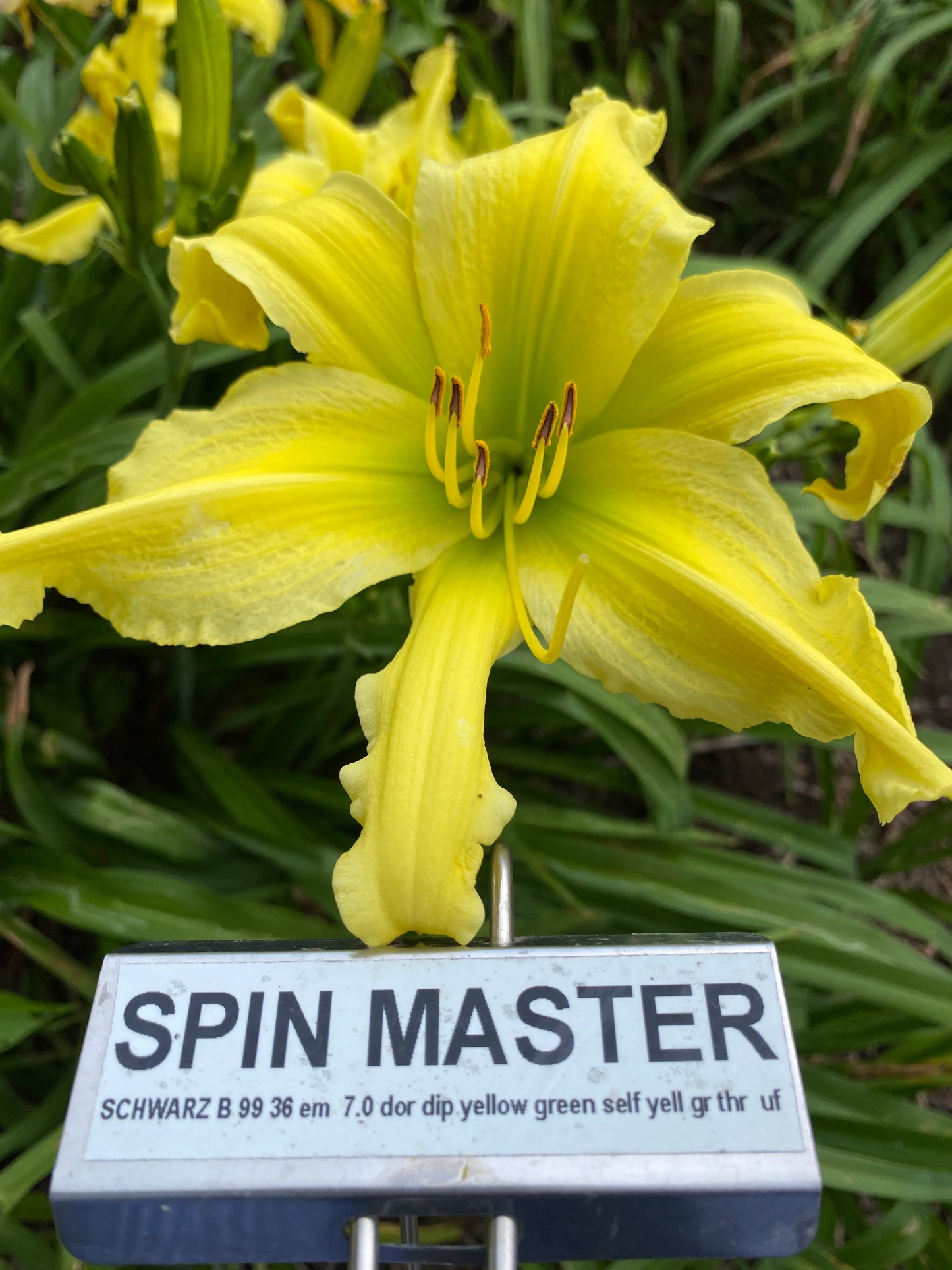 SPIN MASTER