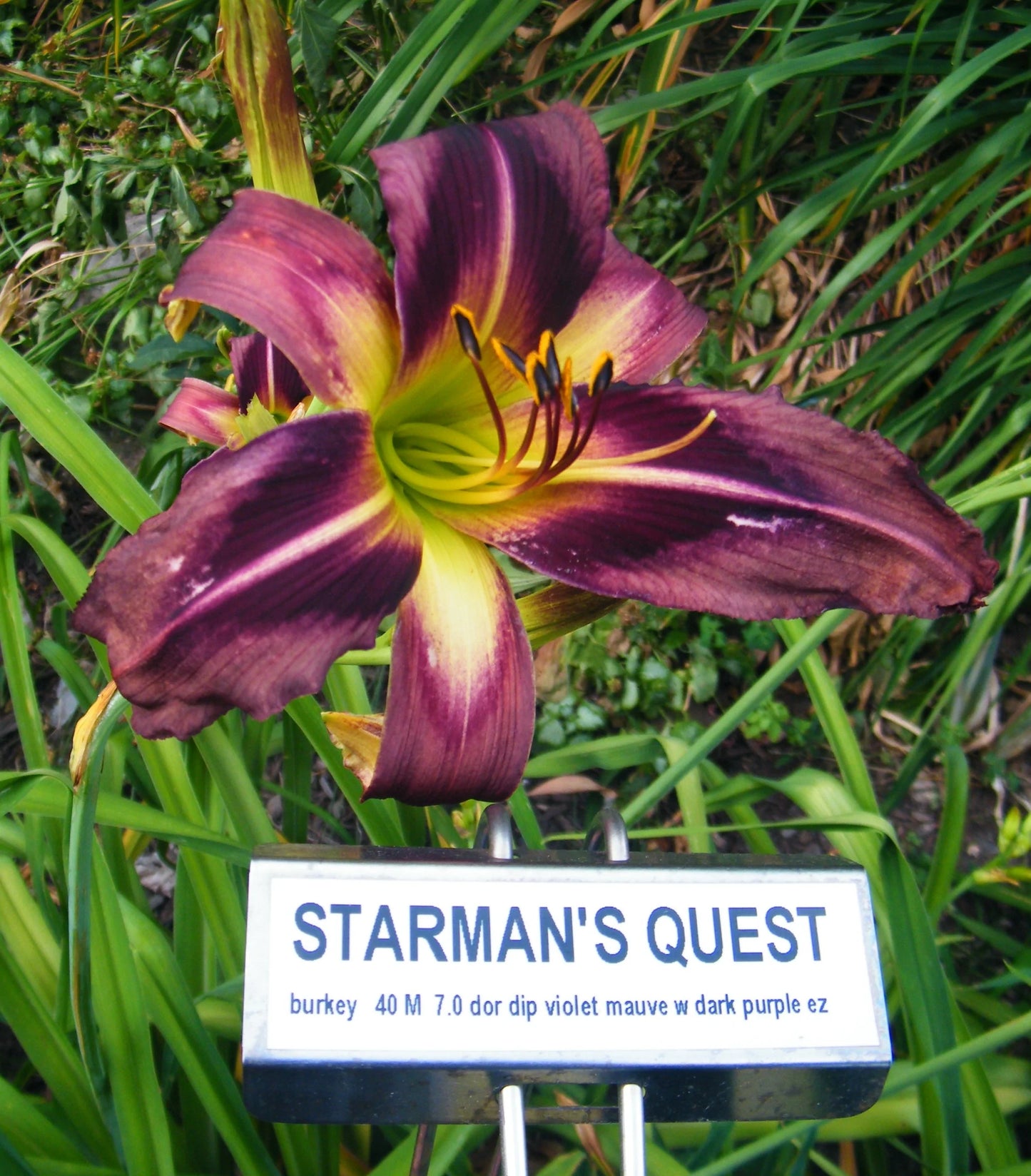 STARMAN'S QUEST