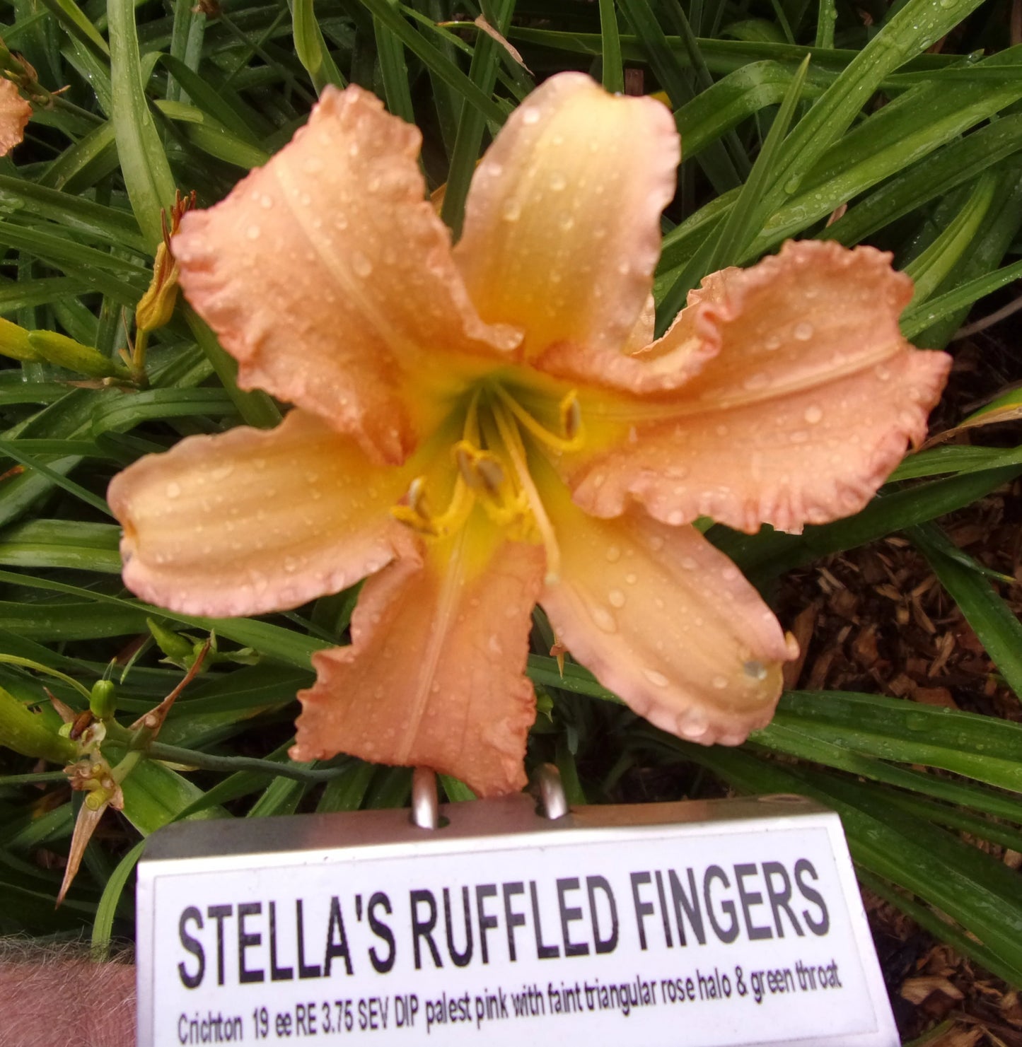 STELLA'S RUFFLED FINGERS