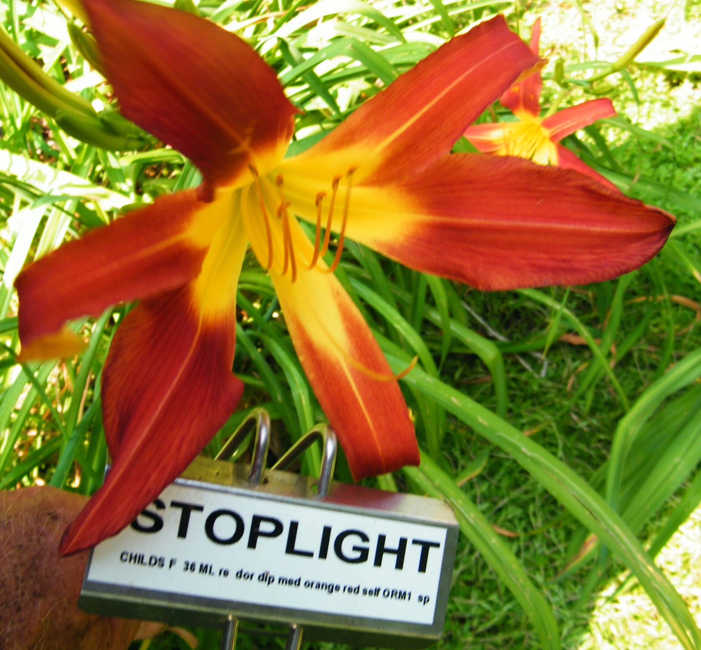 STOPLIGHT