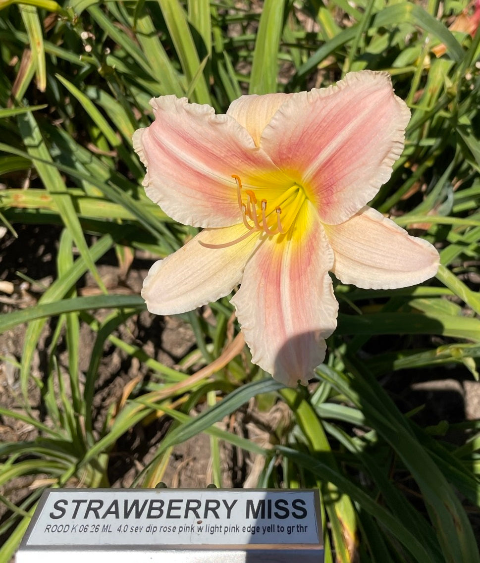 STRAWBERRY MISS
