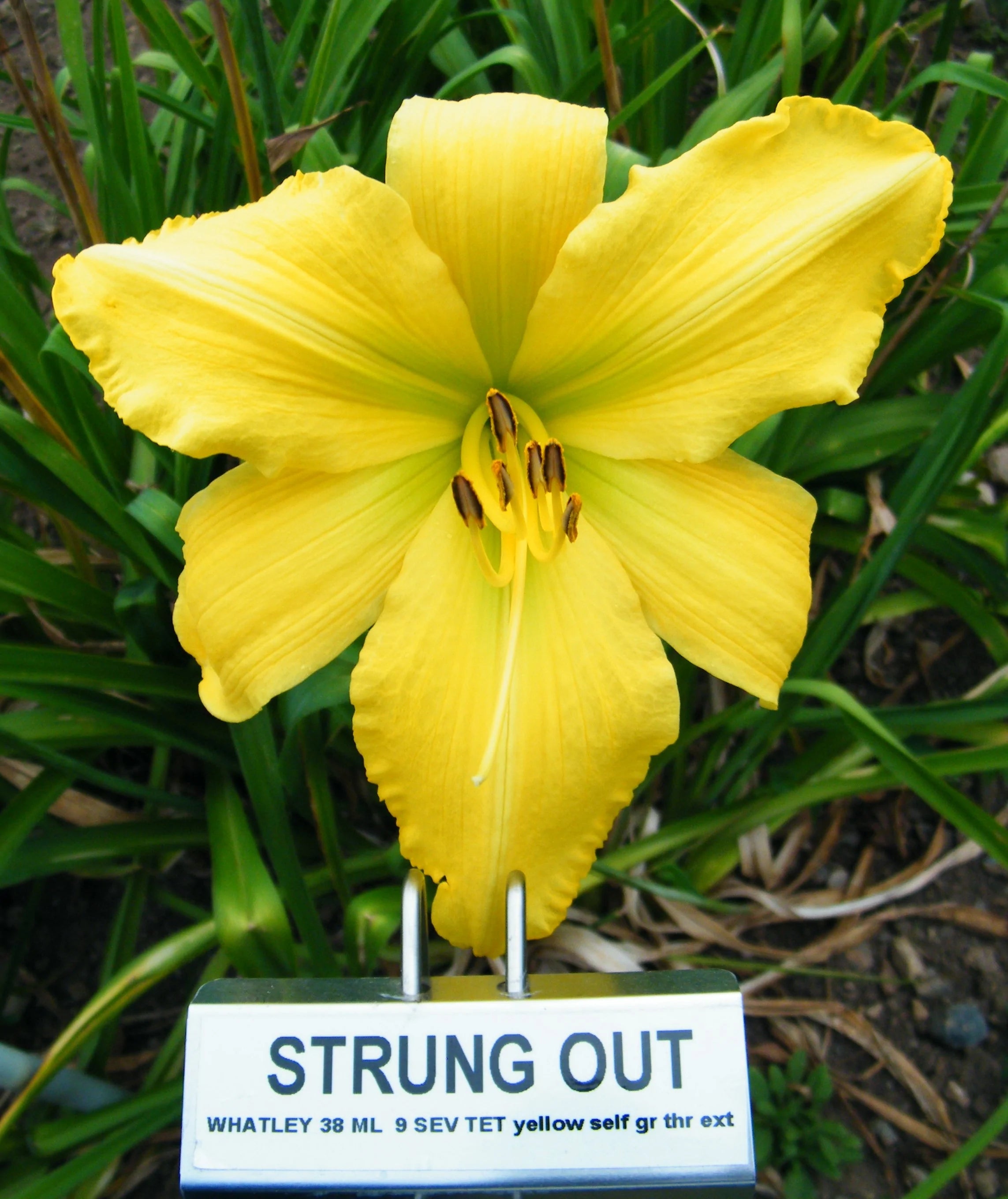 STRUNG OUT – QB Daylily Gardens