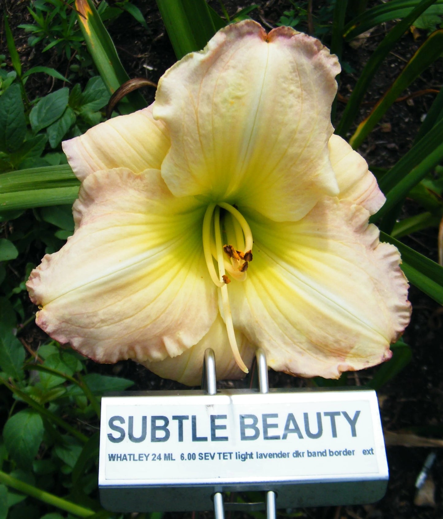 SUBTLE BEAUTY