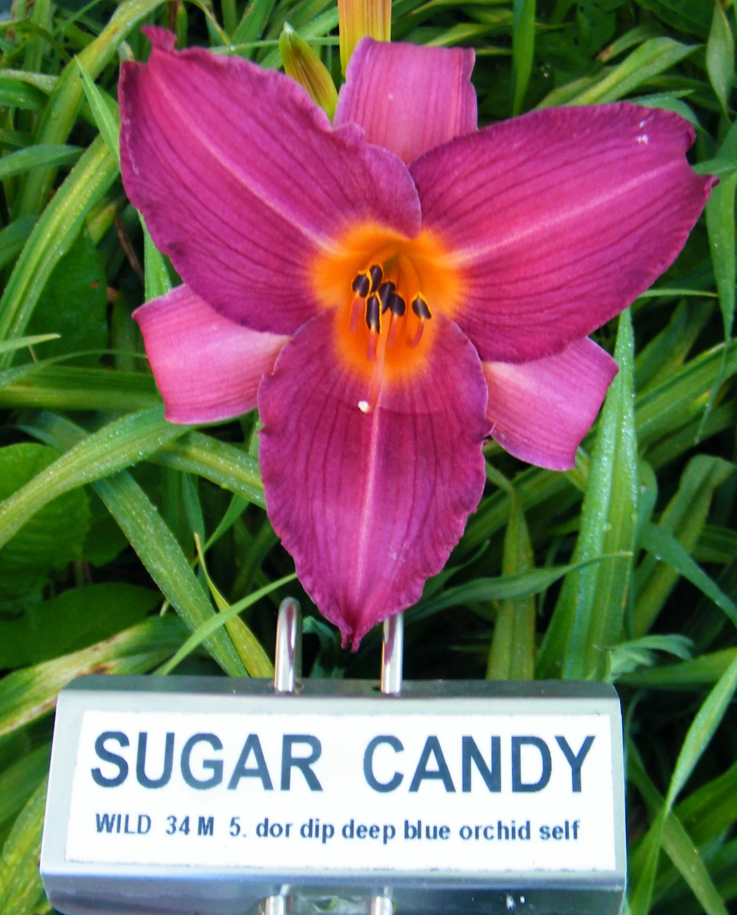SUGAR CANDY
