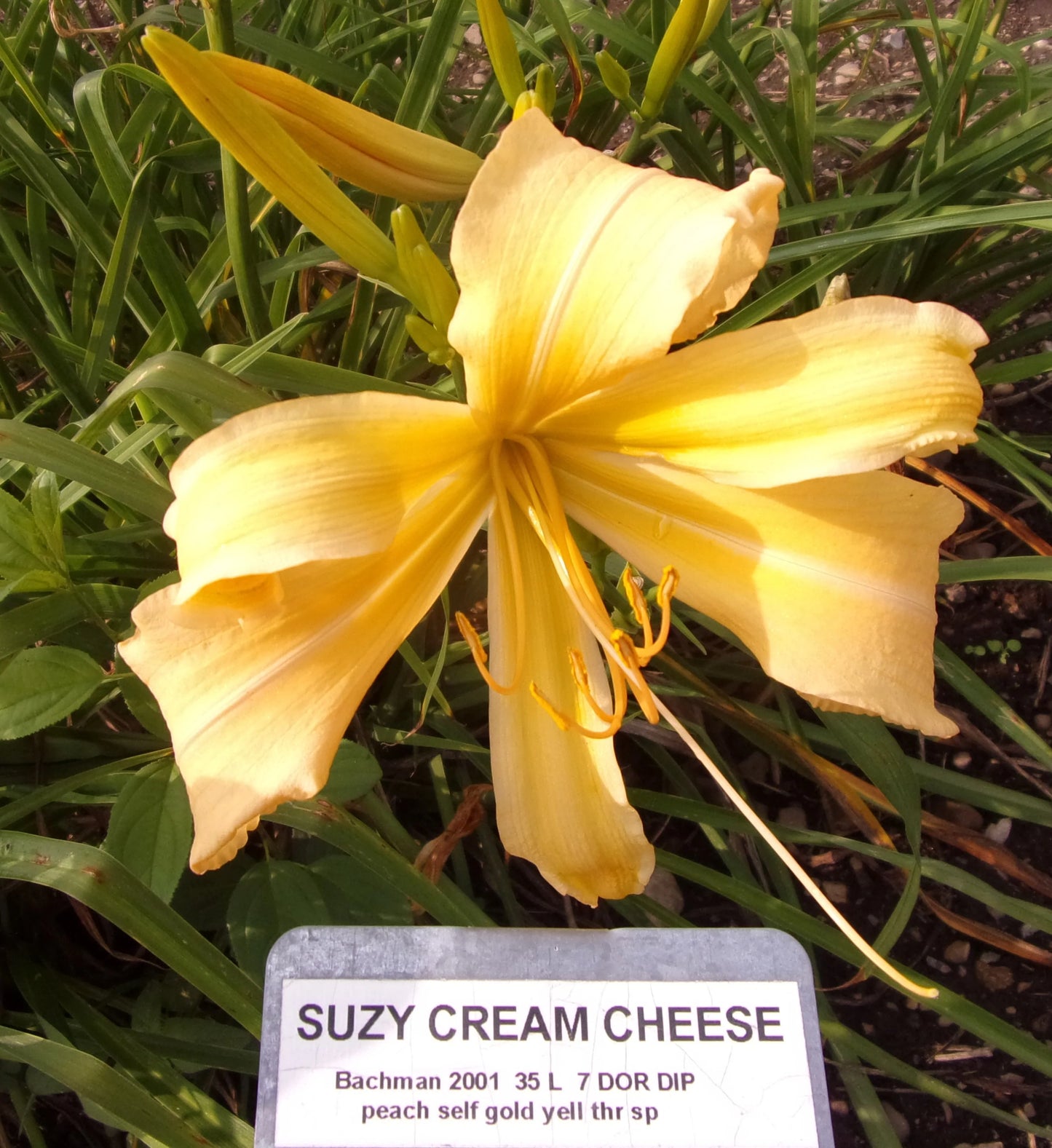 SUZY CREAM CHEESE