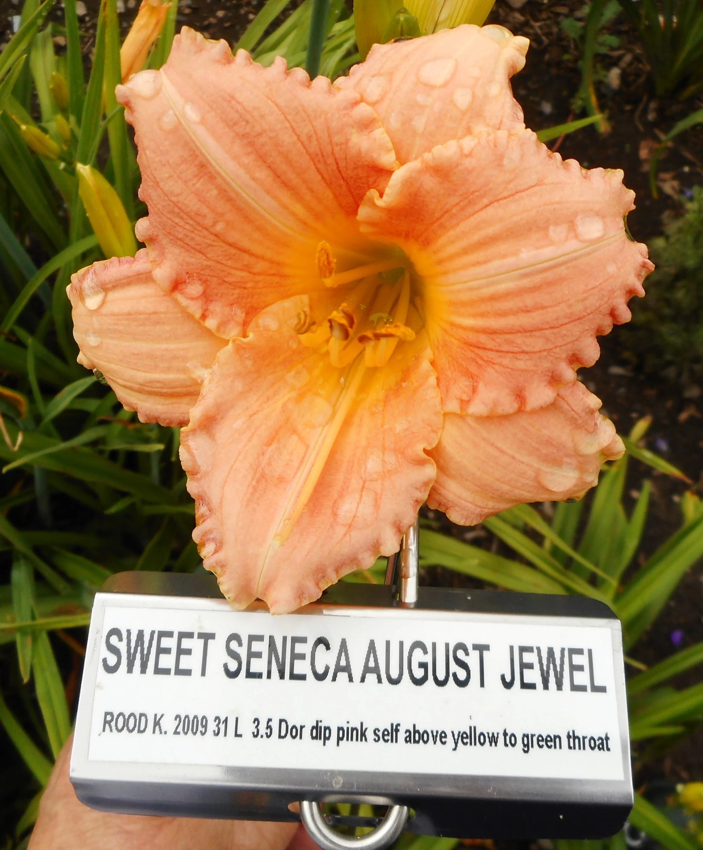 SWEET SENECA AUGUST JEWEL