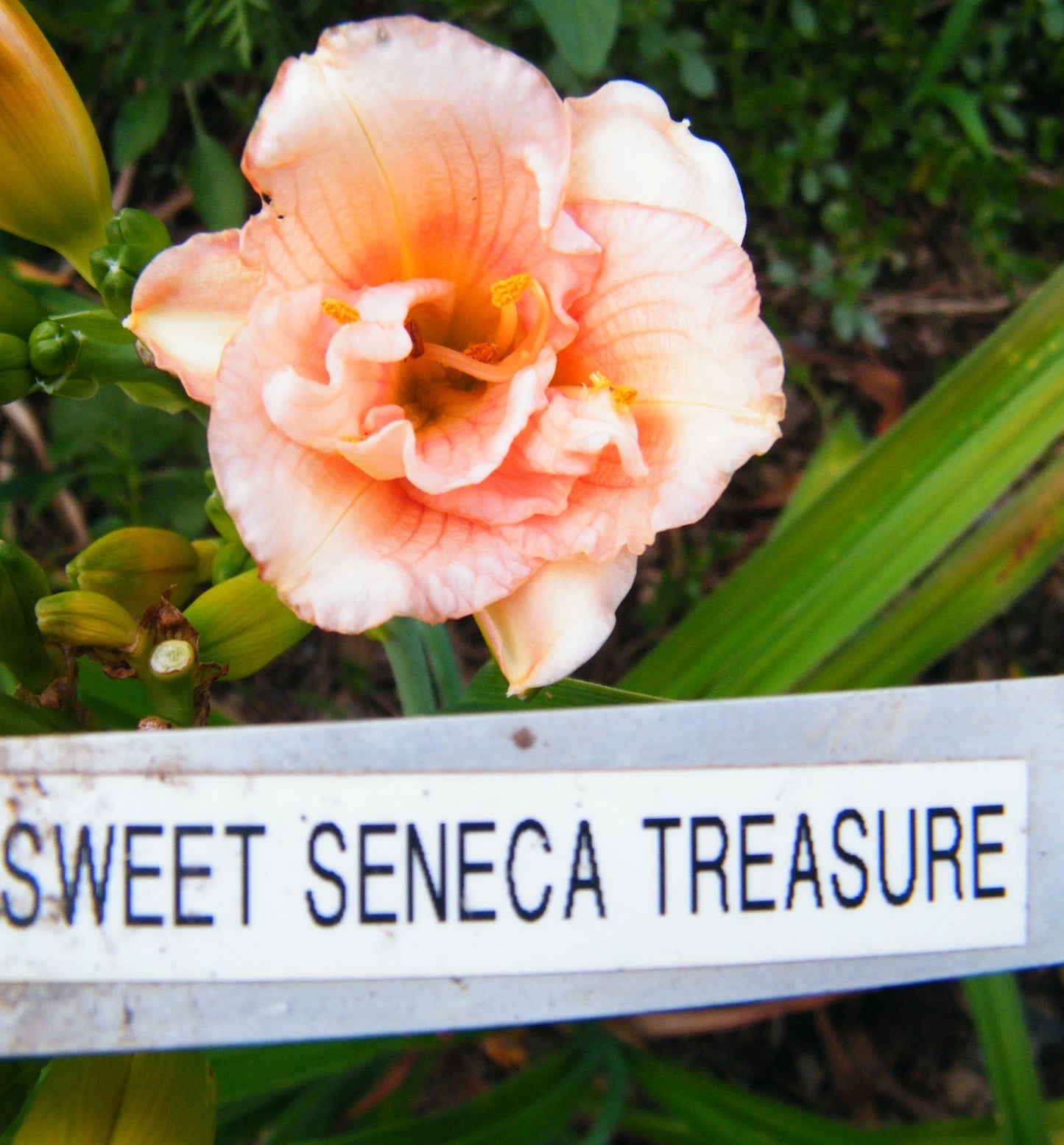 SWEET SENECA DOUBLE PINK TREASURE