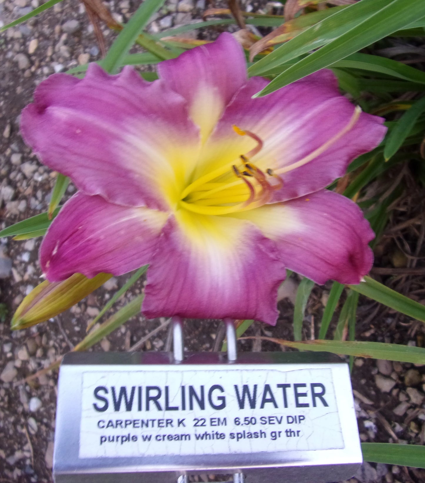 SWIRLING WATER
