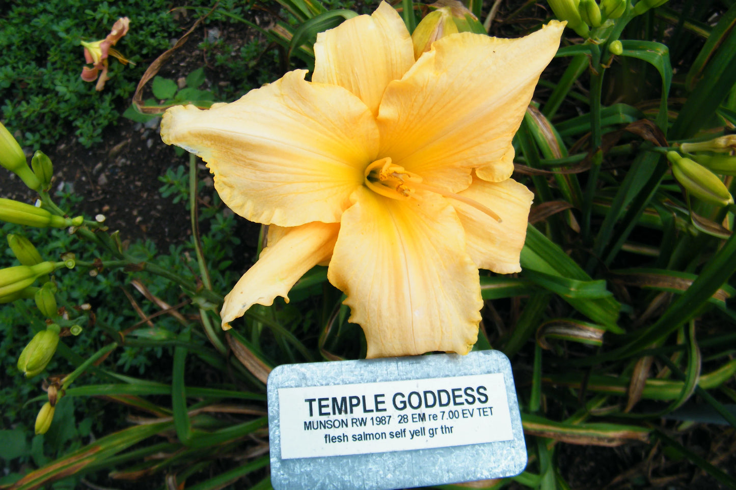 TEMPLE GODDESS