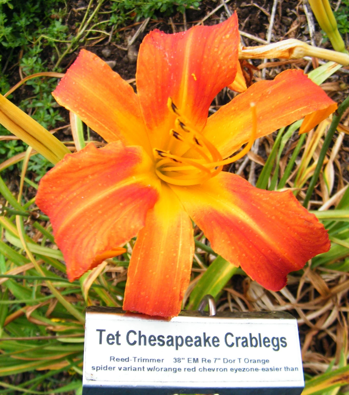 TET CHESAPEAKE CRABLEGS
