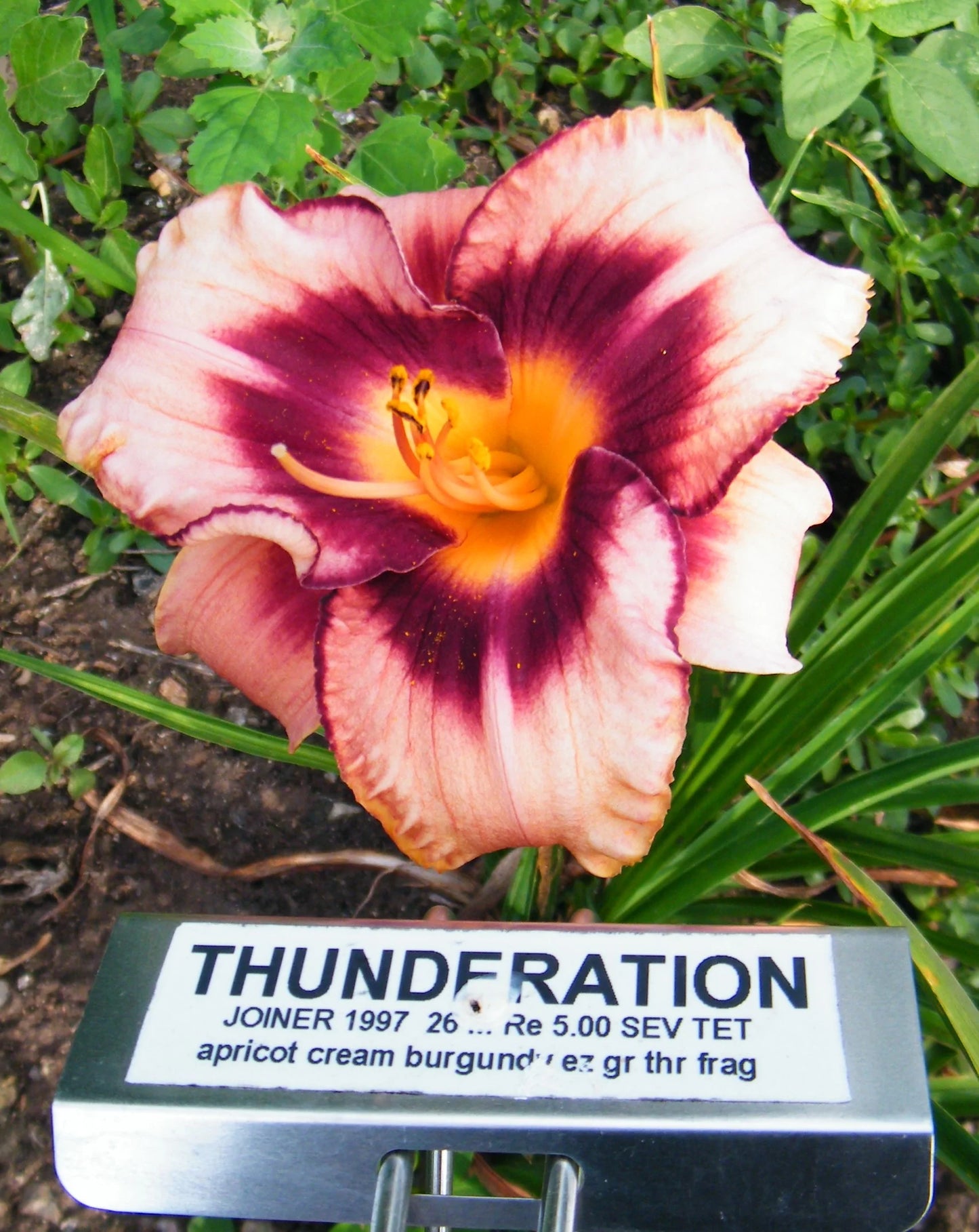 THUNDERATION
