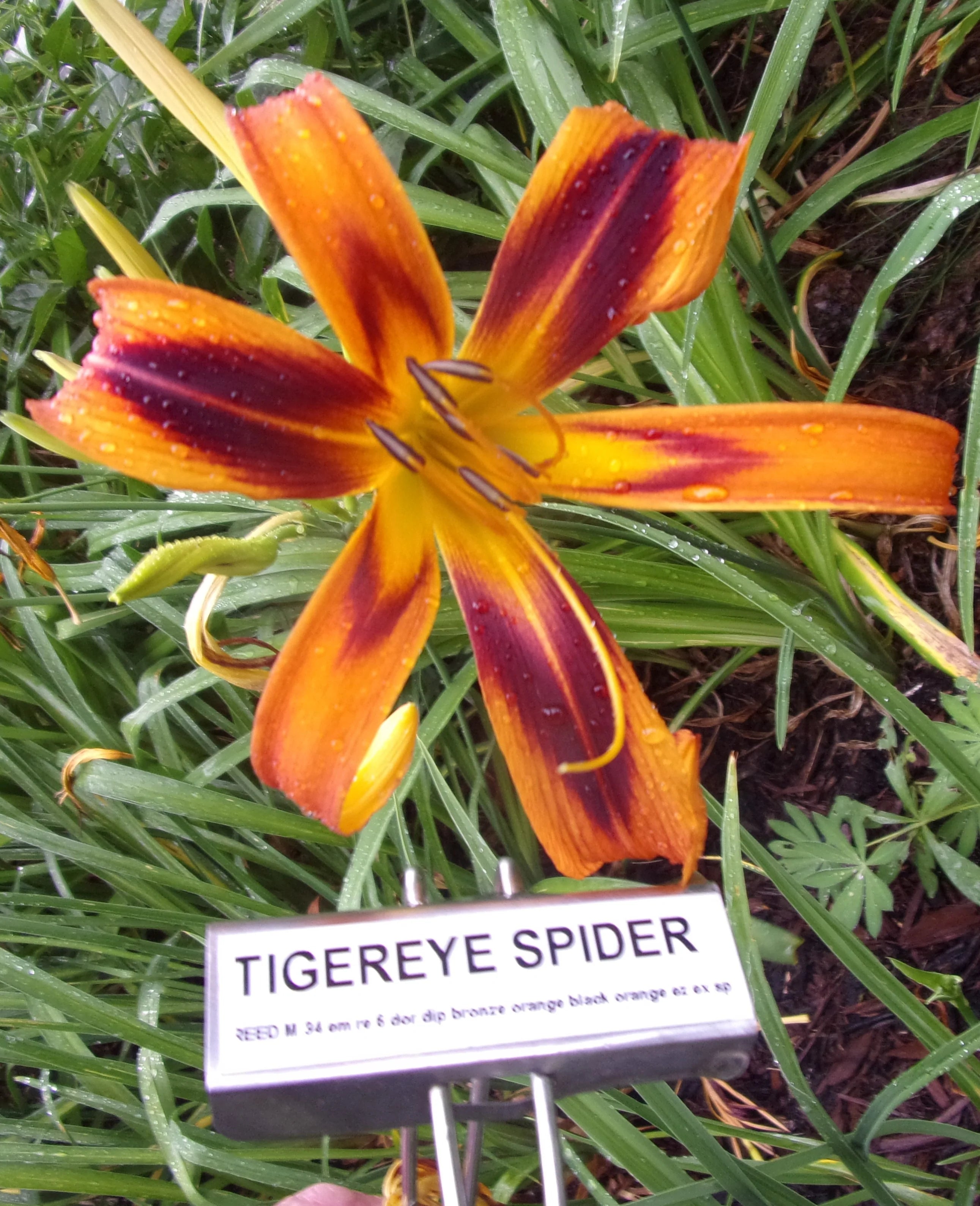 tiger eye lily TIGEREYE SPIDER – QB Daylily Gardens