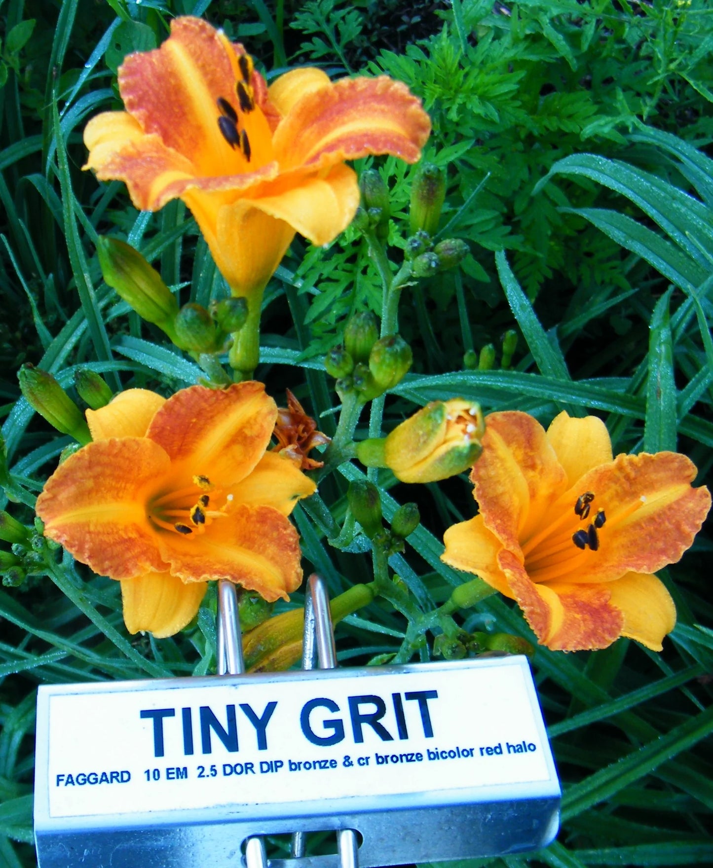 TINY GRIT