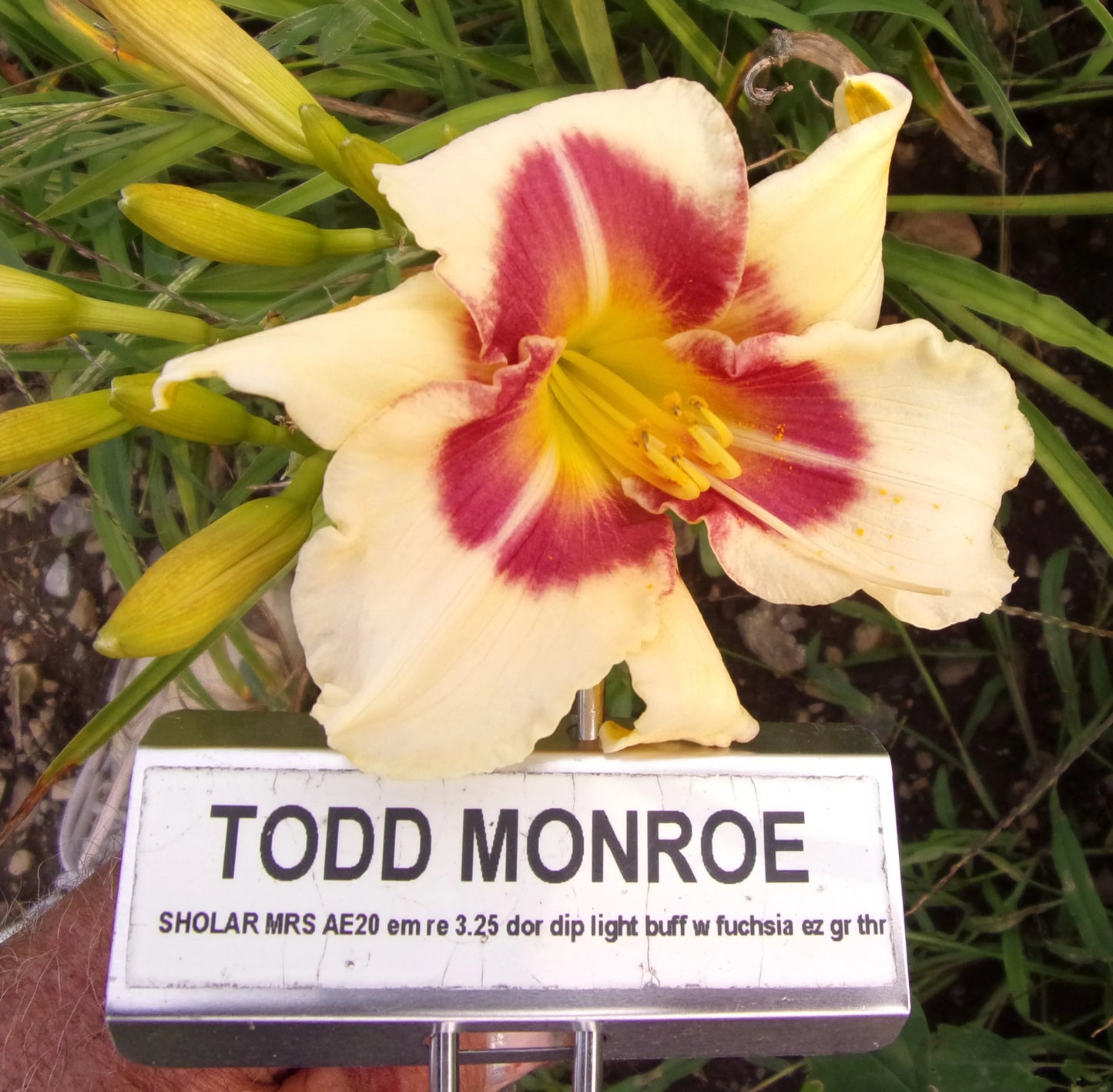 TODD MONROE