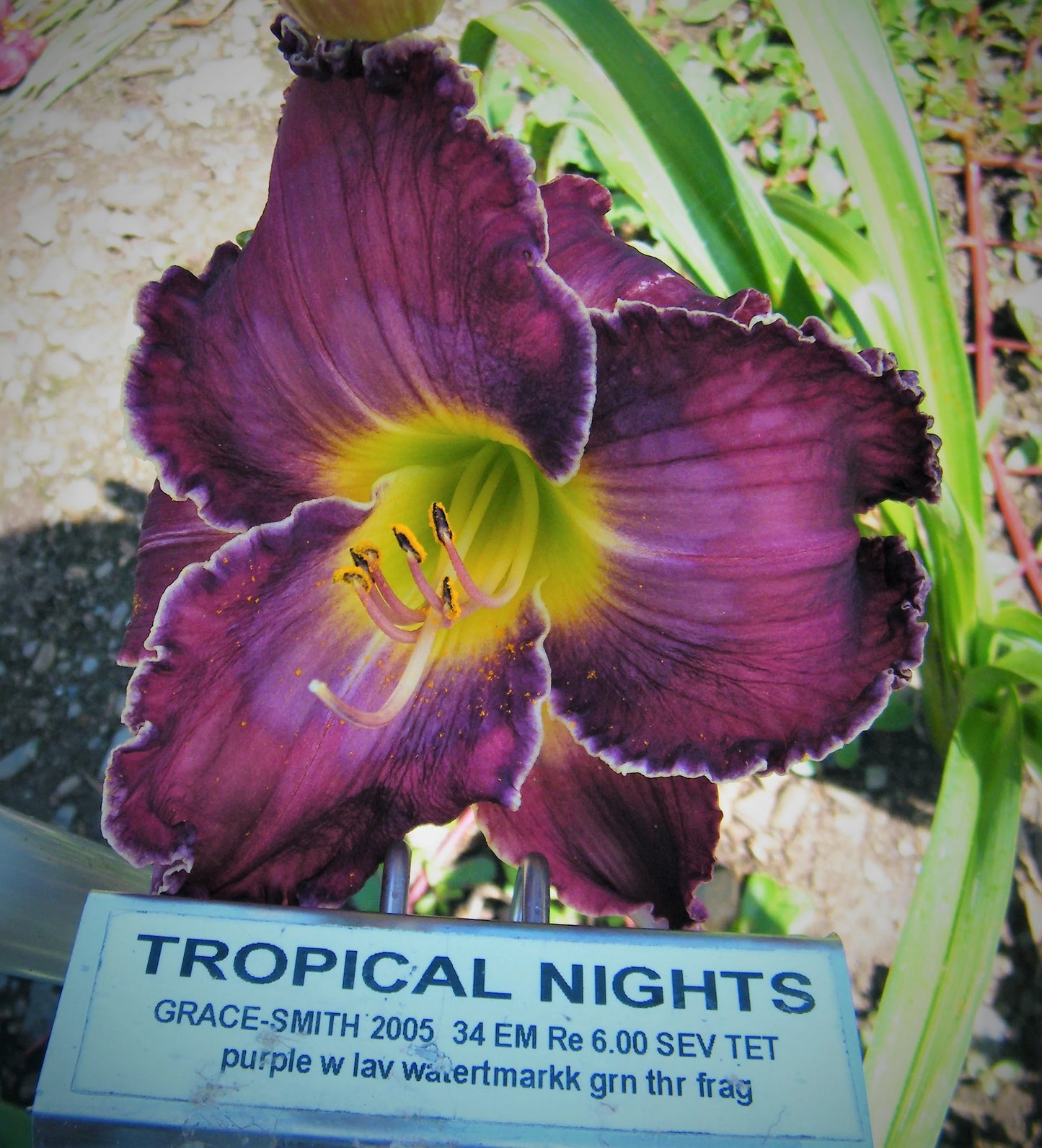 TROPICAL NIGHTS