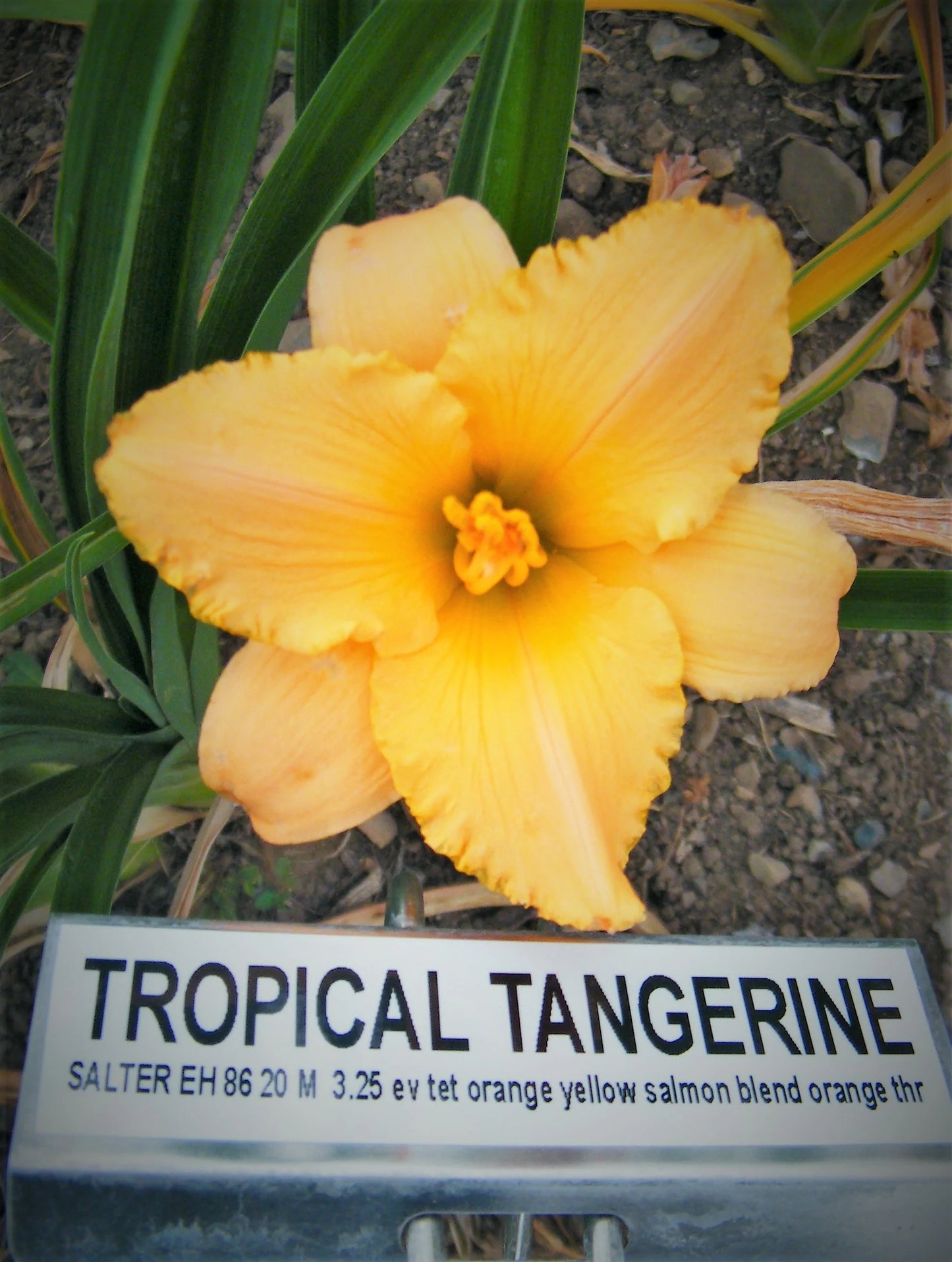 TROPICAL TANGERINE