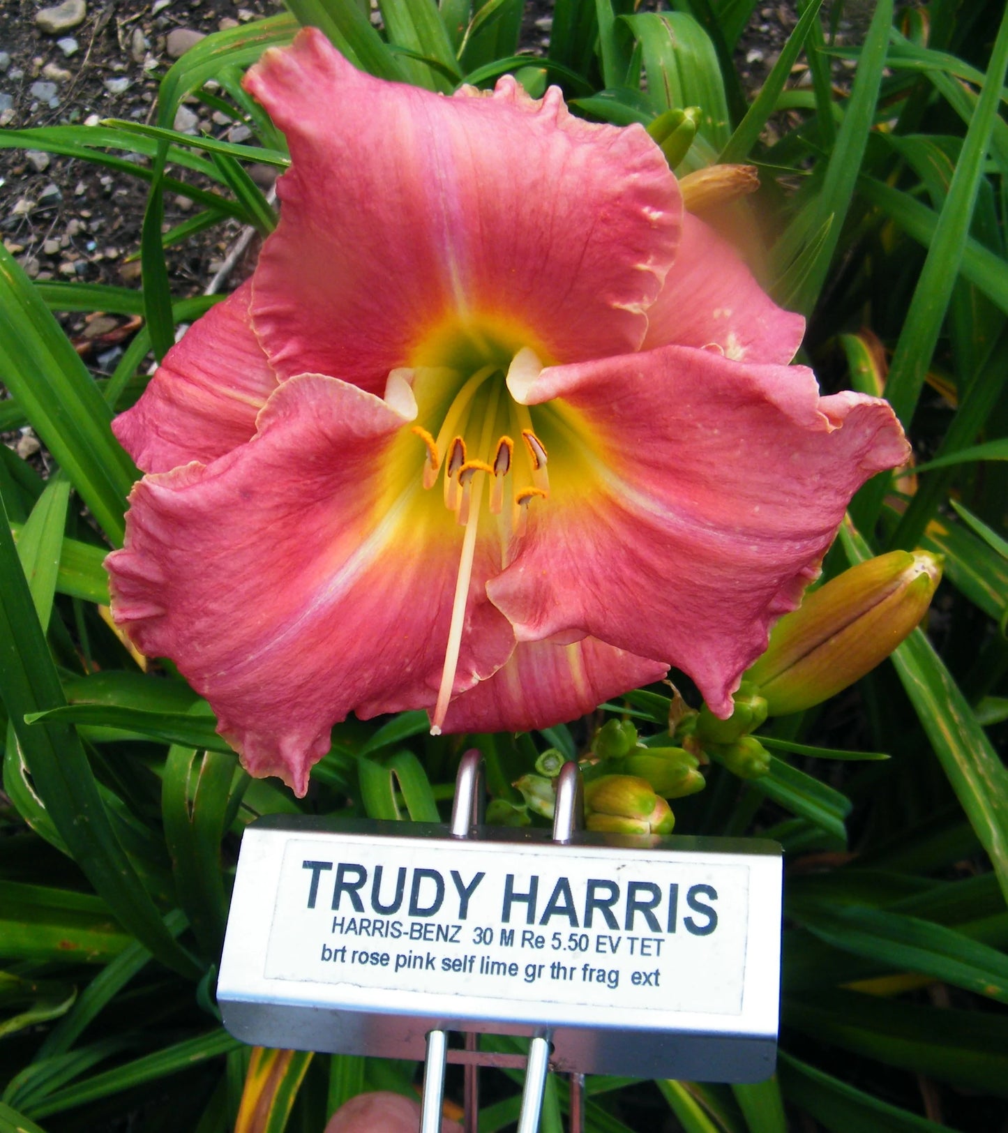 TRUDY HARRIS