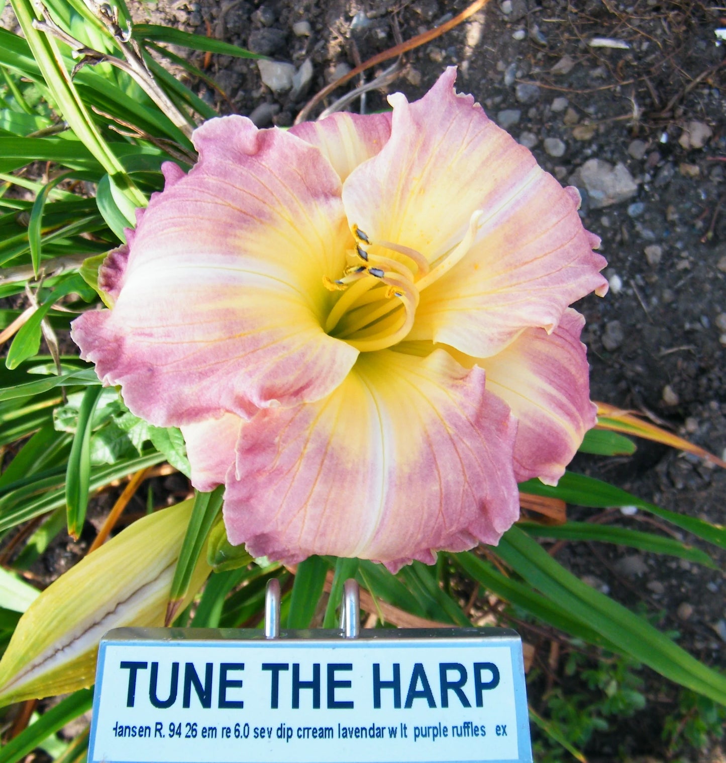 TUNE THE HARP