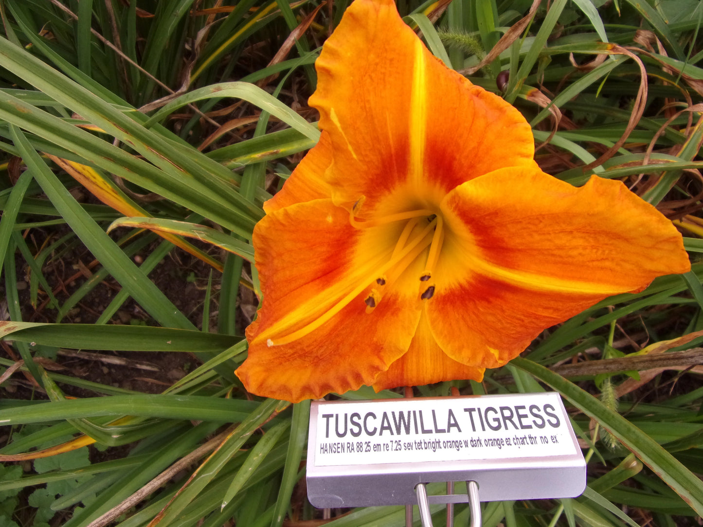 TUSCAWILLA TIGRESS