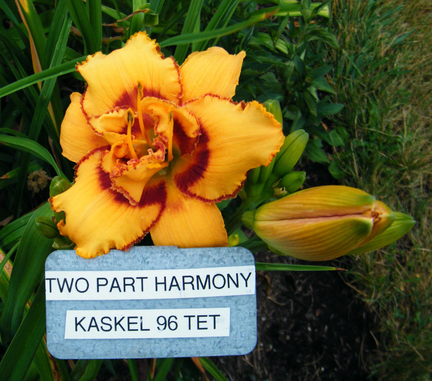 TWO PART HARMONY