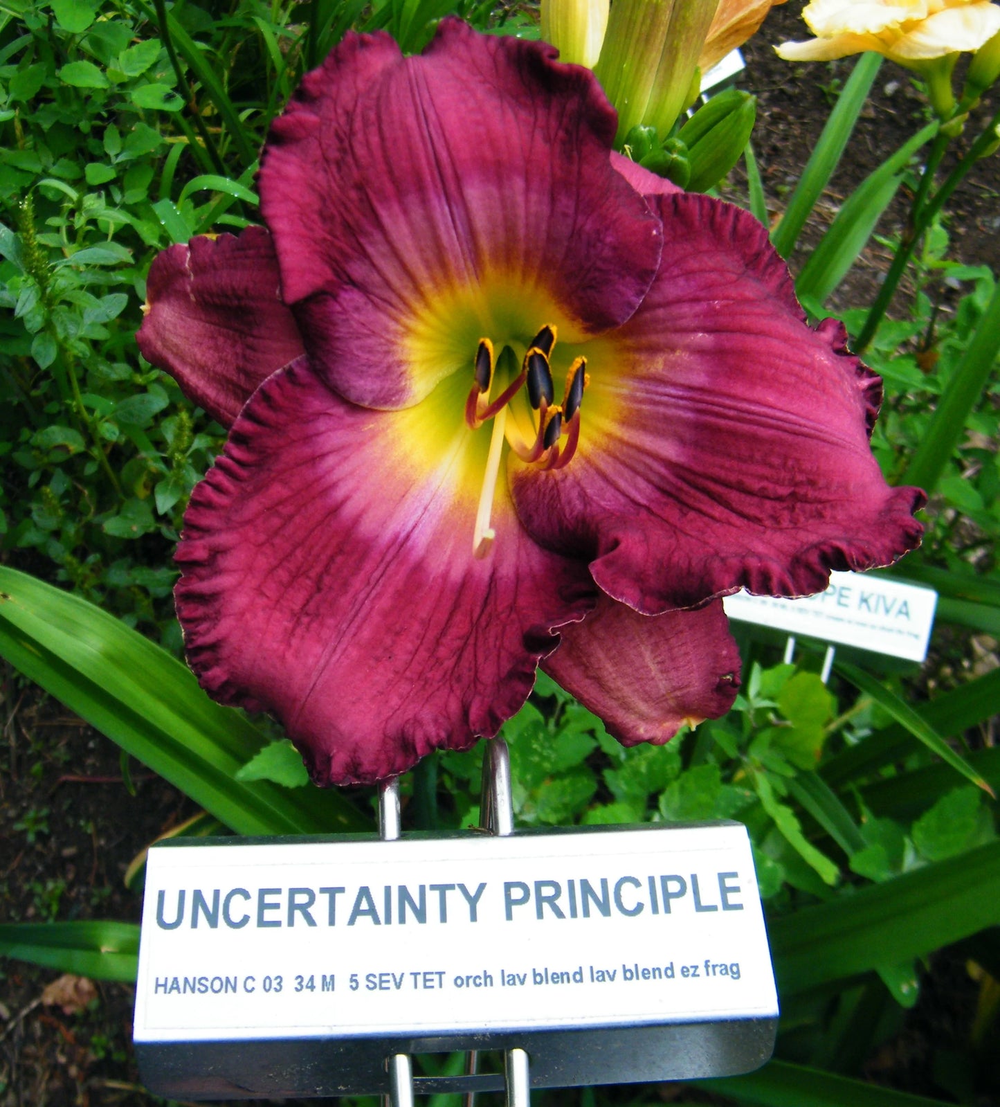 UNCERTAINTY PRINCIPLE