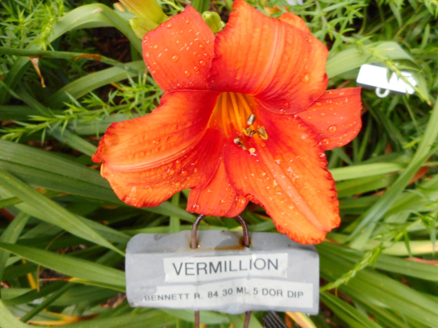 VERMILLION