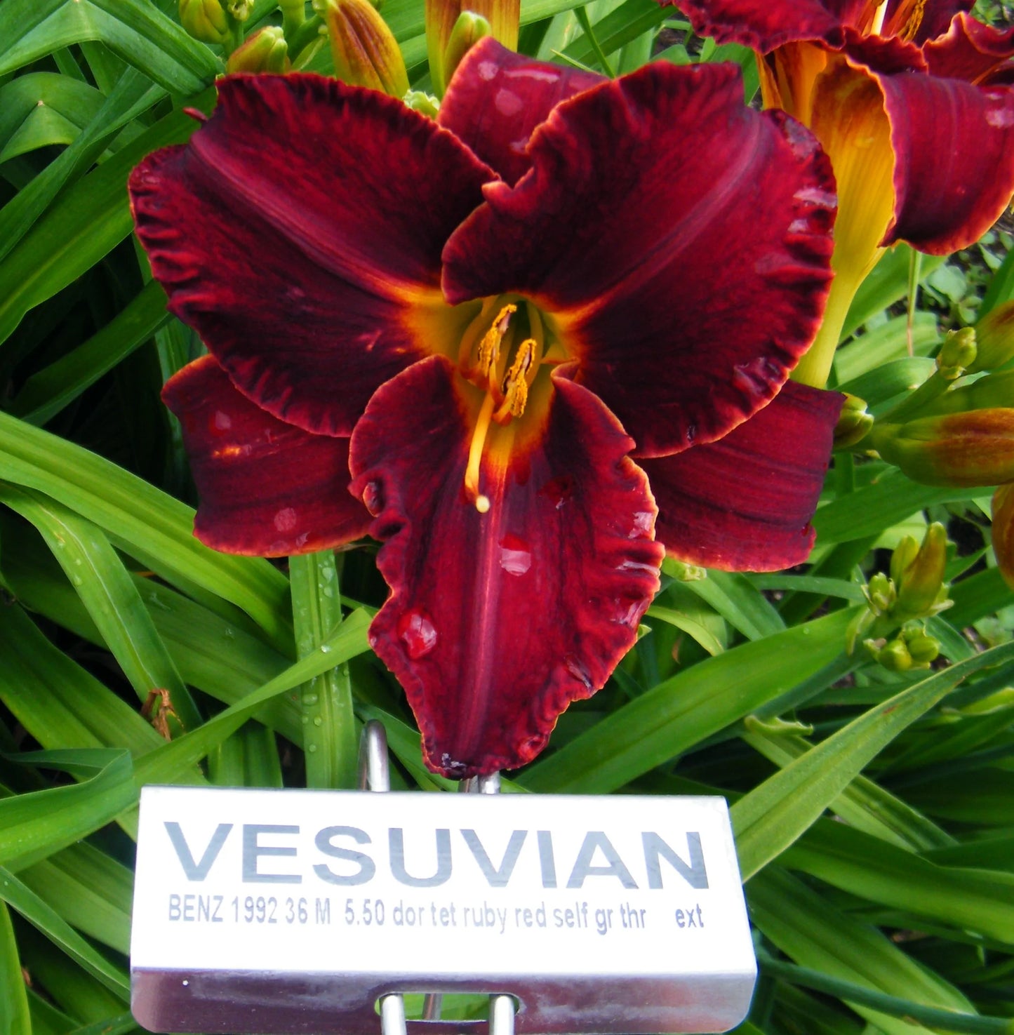 VESUVIAN