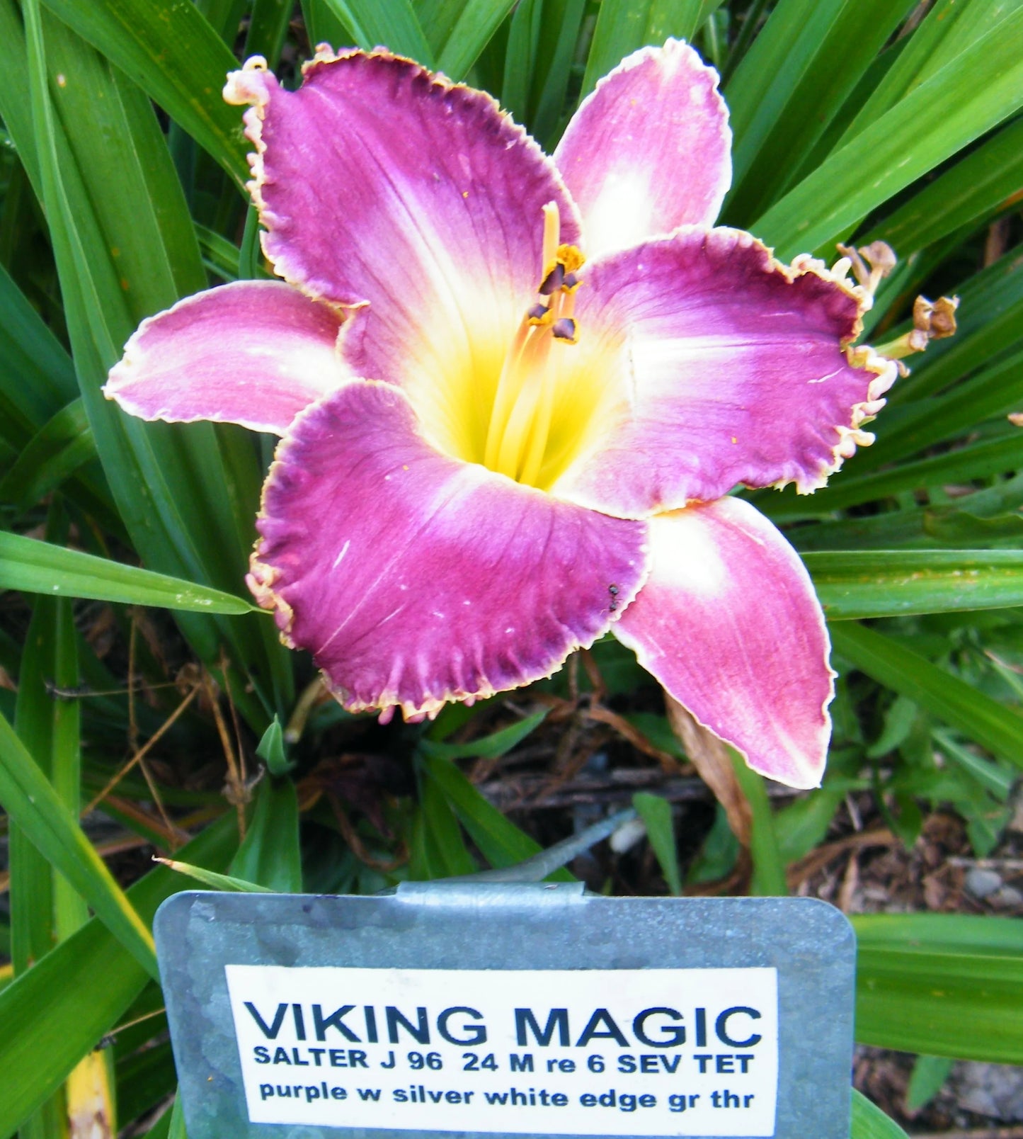 VIKING MAGIC