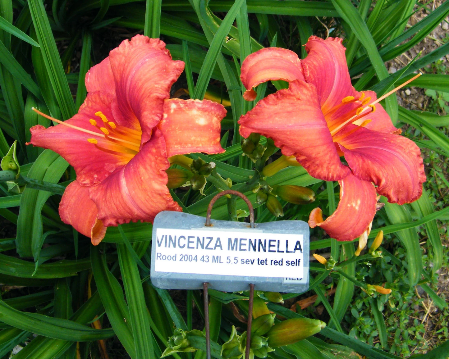 VINCENZA MENNELLA