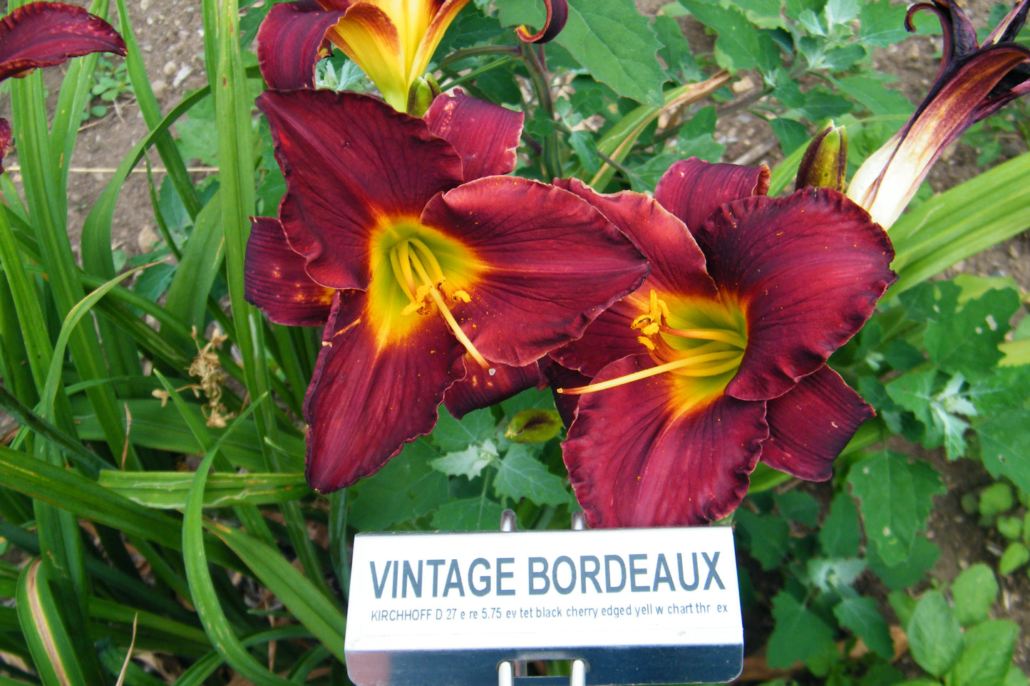 VINTAGE BORDEAUX