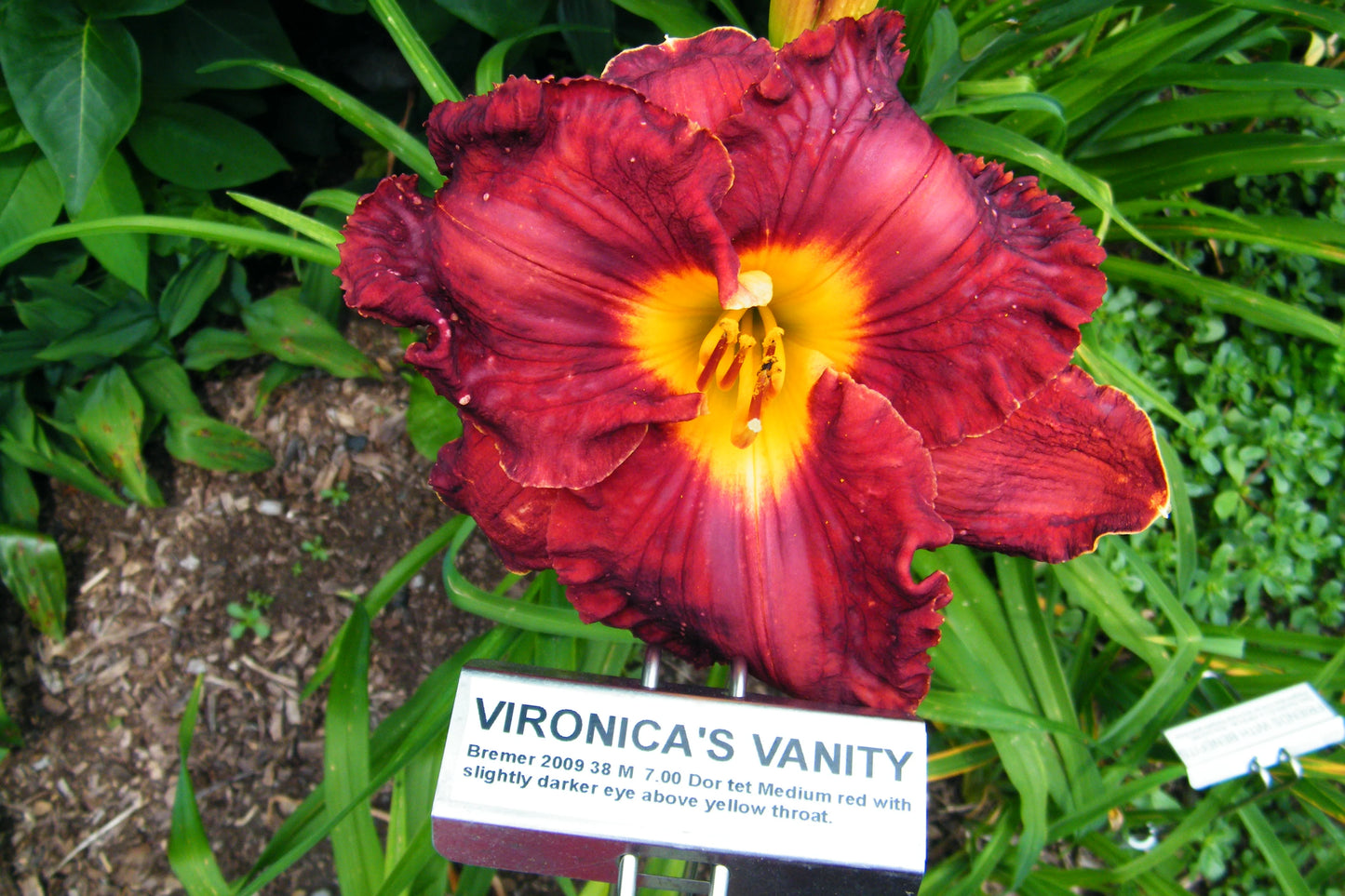 VERONICA'S VANITY