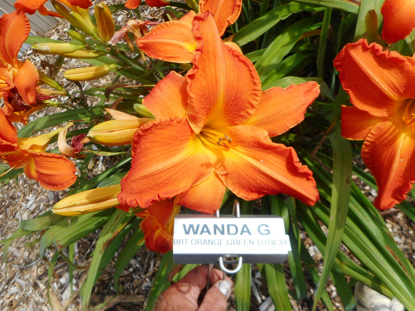 WANDA G