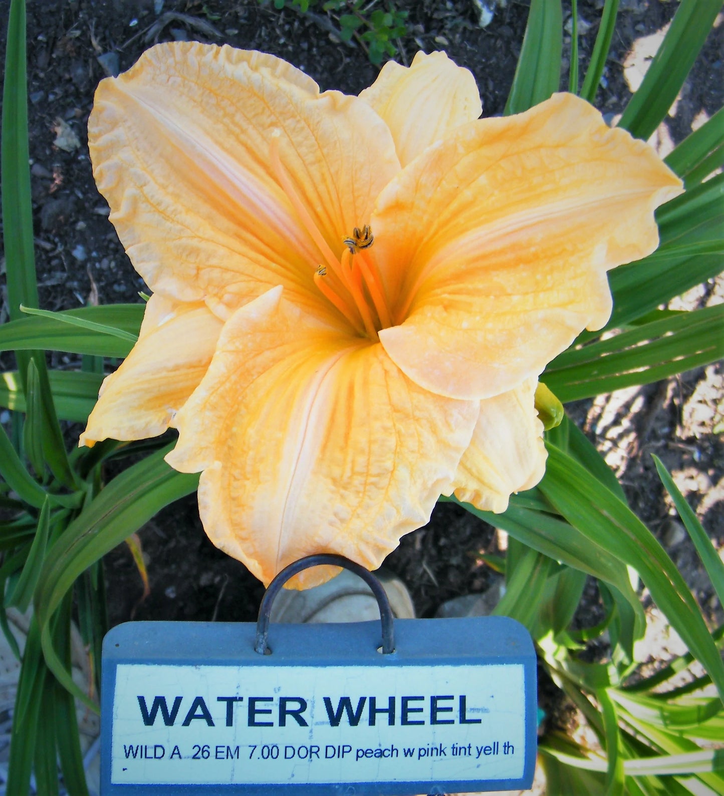 WATER WHEEL