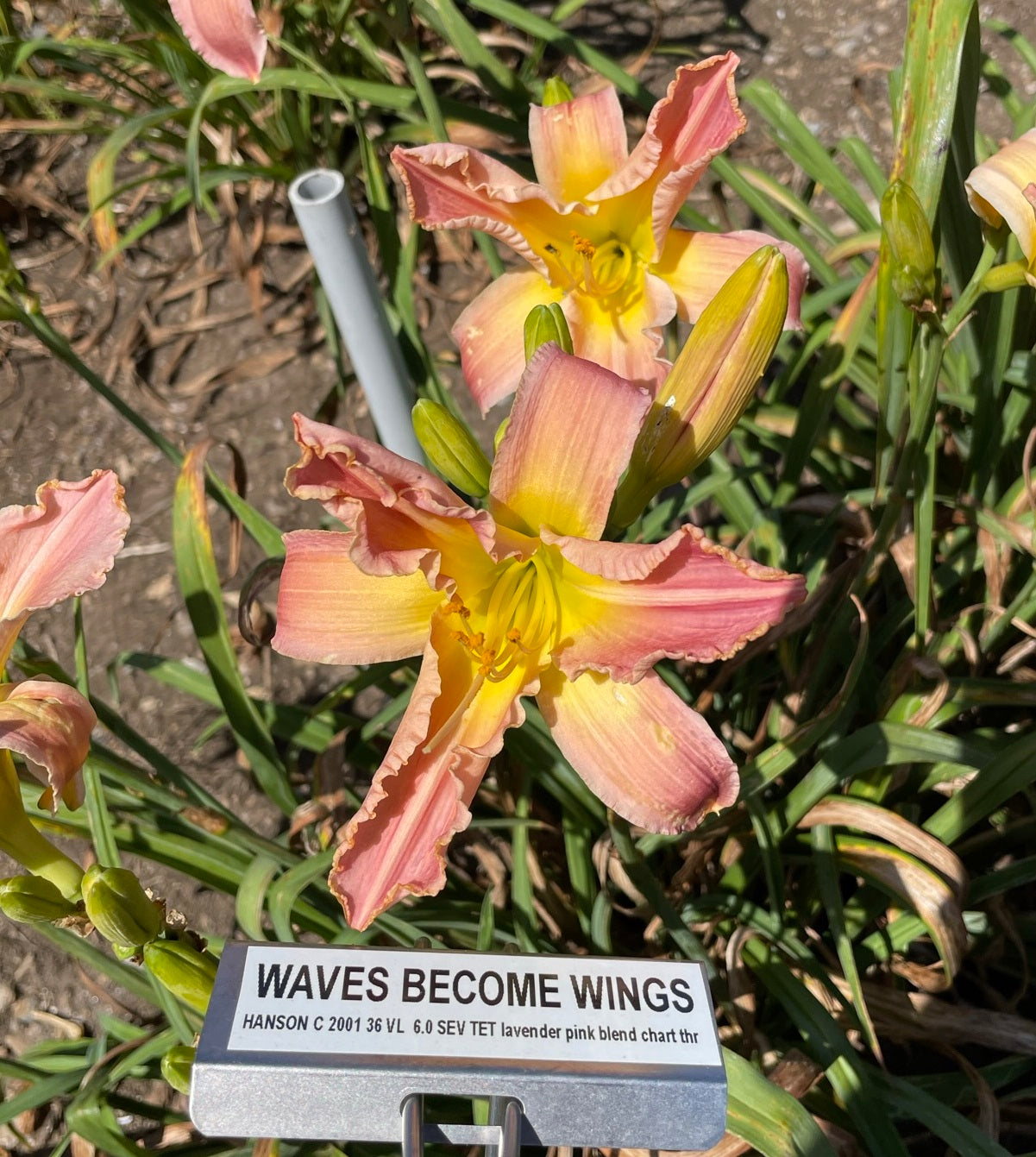 WAVES BECOME WINGS