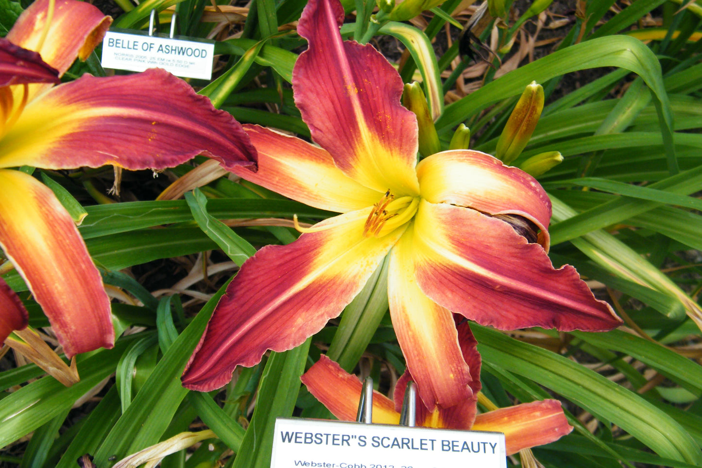 WEBSTER'S SCARLET BEAUTY