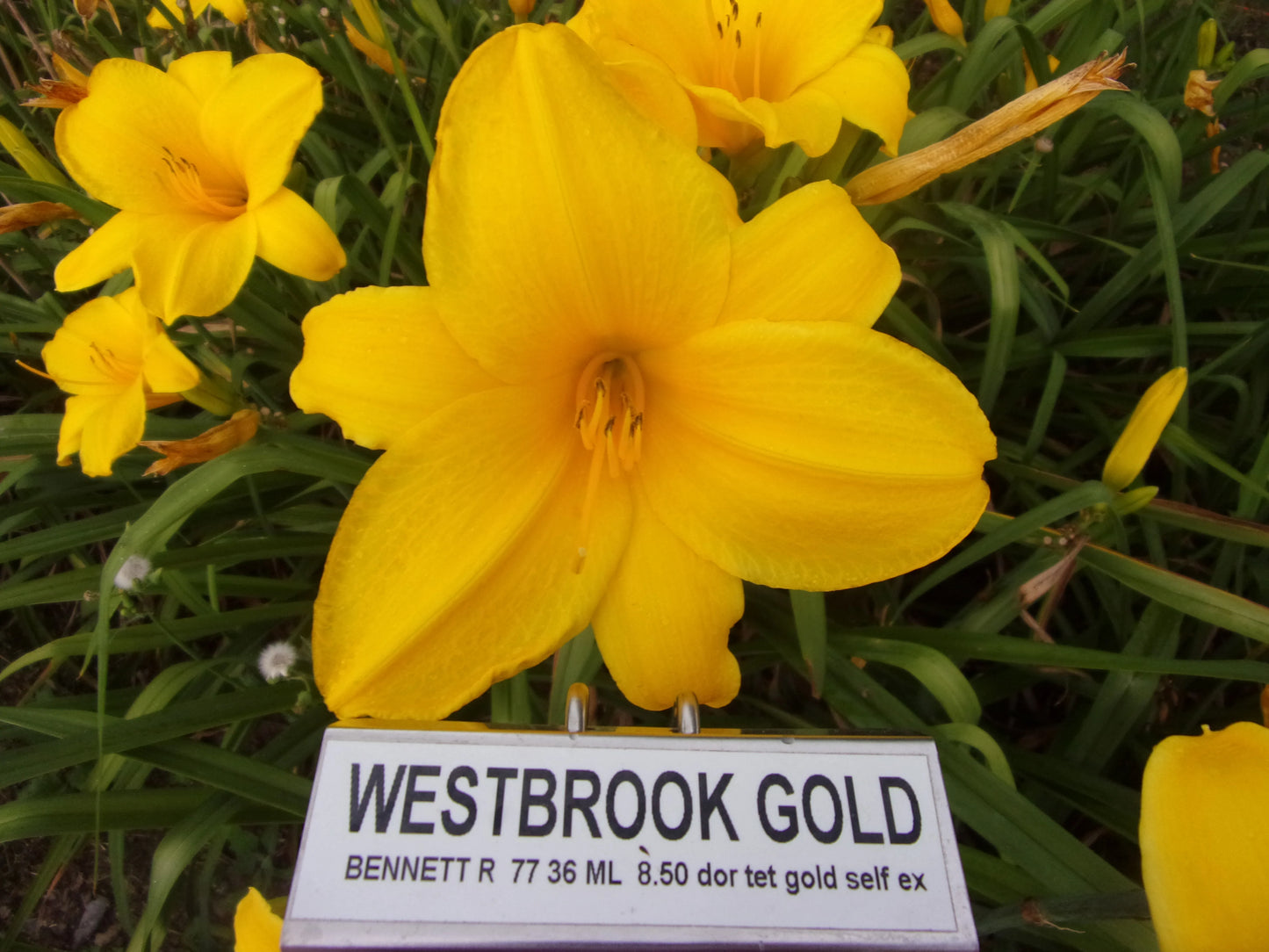 WESTBROOK GOLD