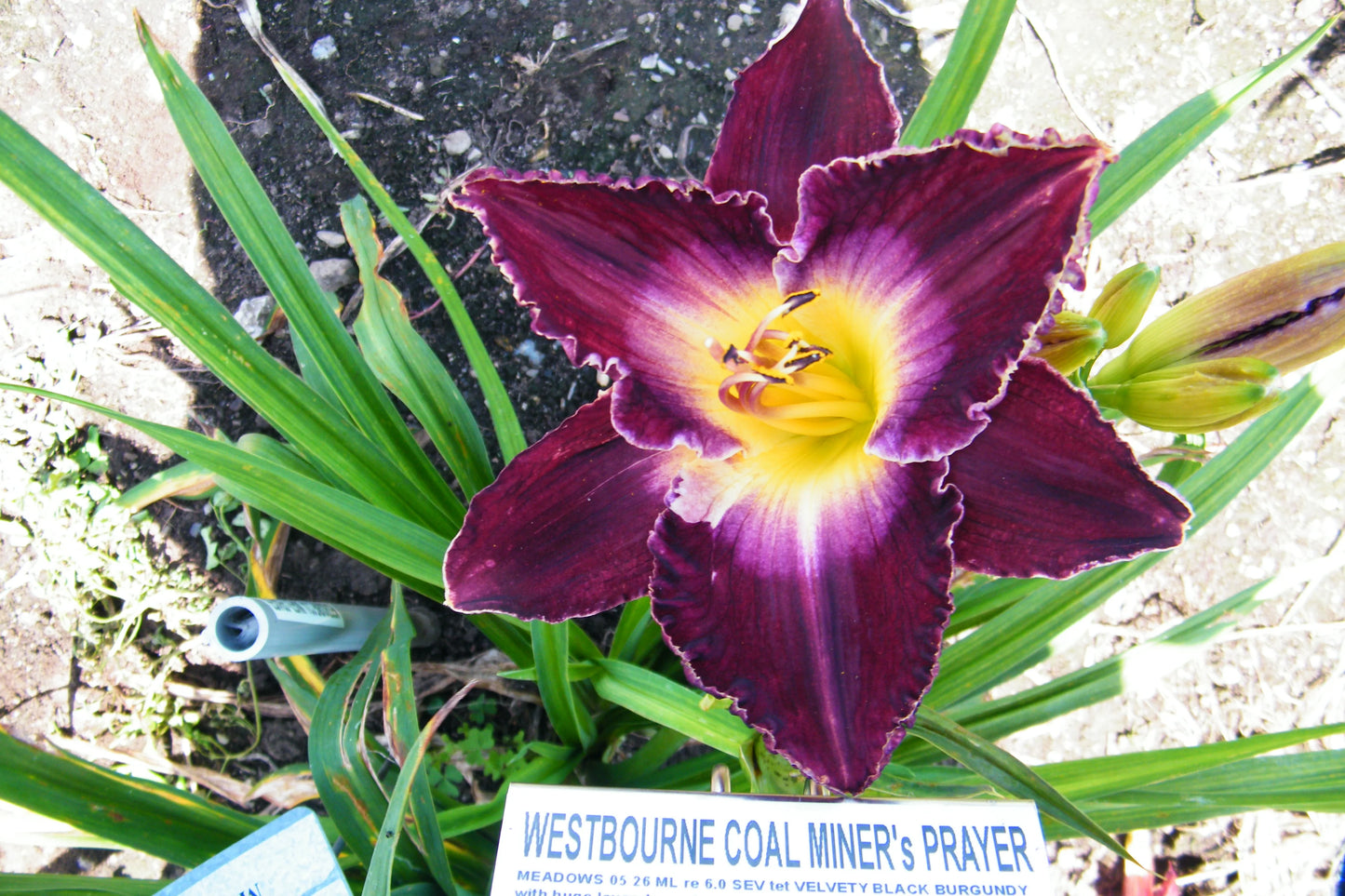 WESTBOURNE COAL MINER'S PRAYER