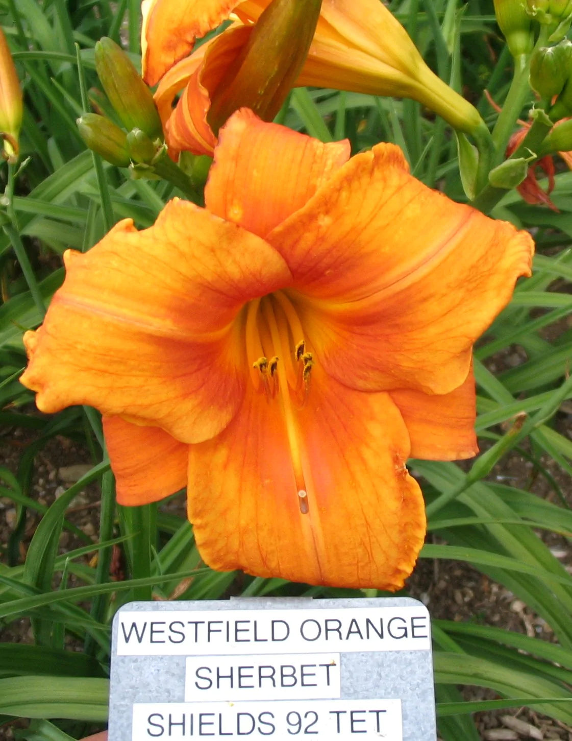 WESTFIELD ORANGE SHERBET