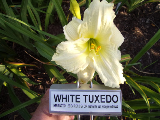WHITE TUXEDO