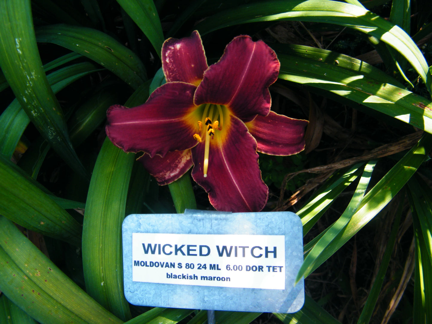 WICKED WITCH