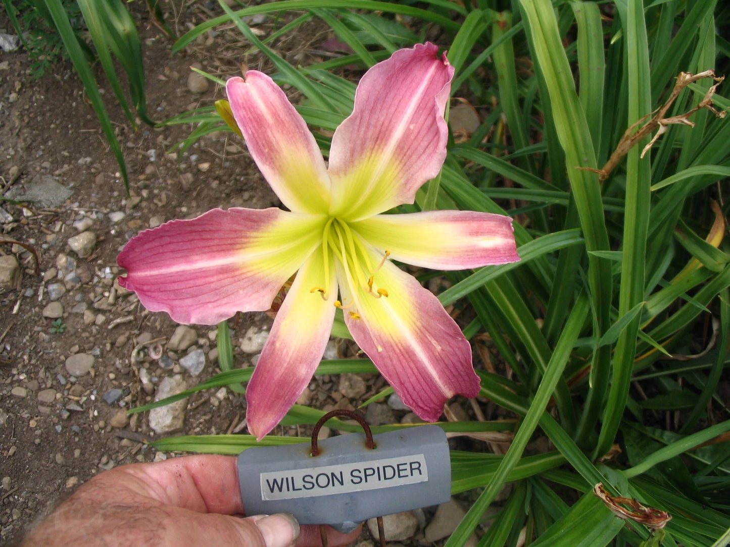 WILSON SPIDER