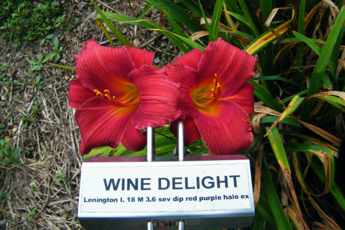 WINE DELIGHT