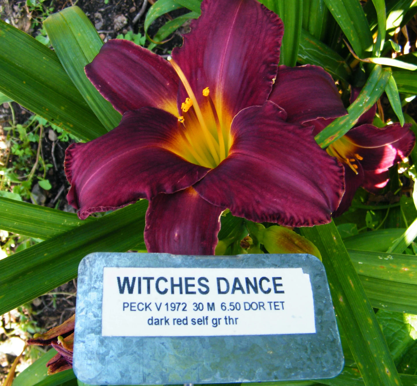 WITCHES DANCE