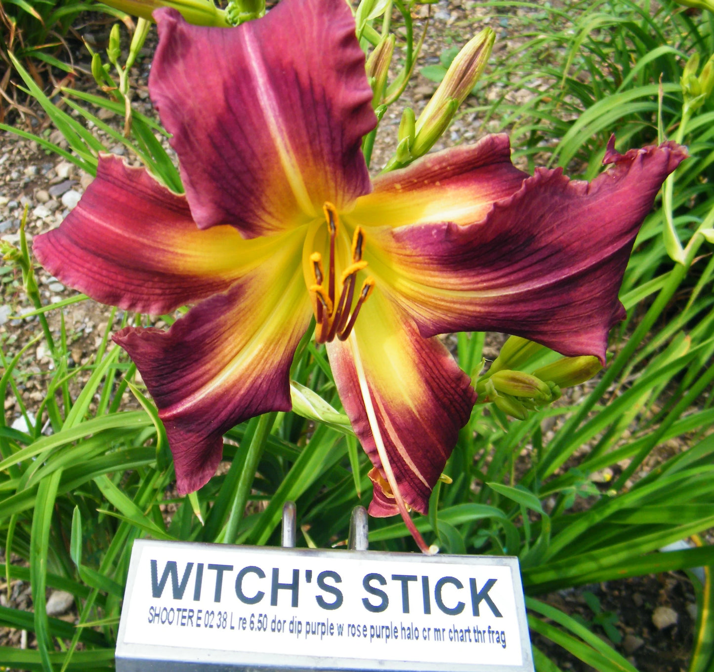 WITCH'S STICK