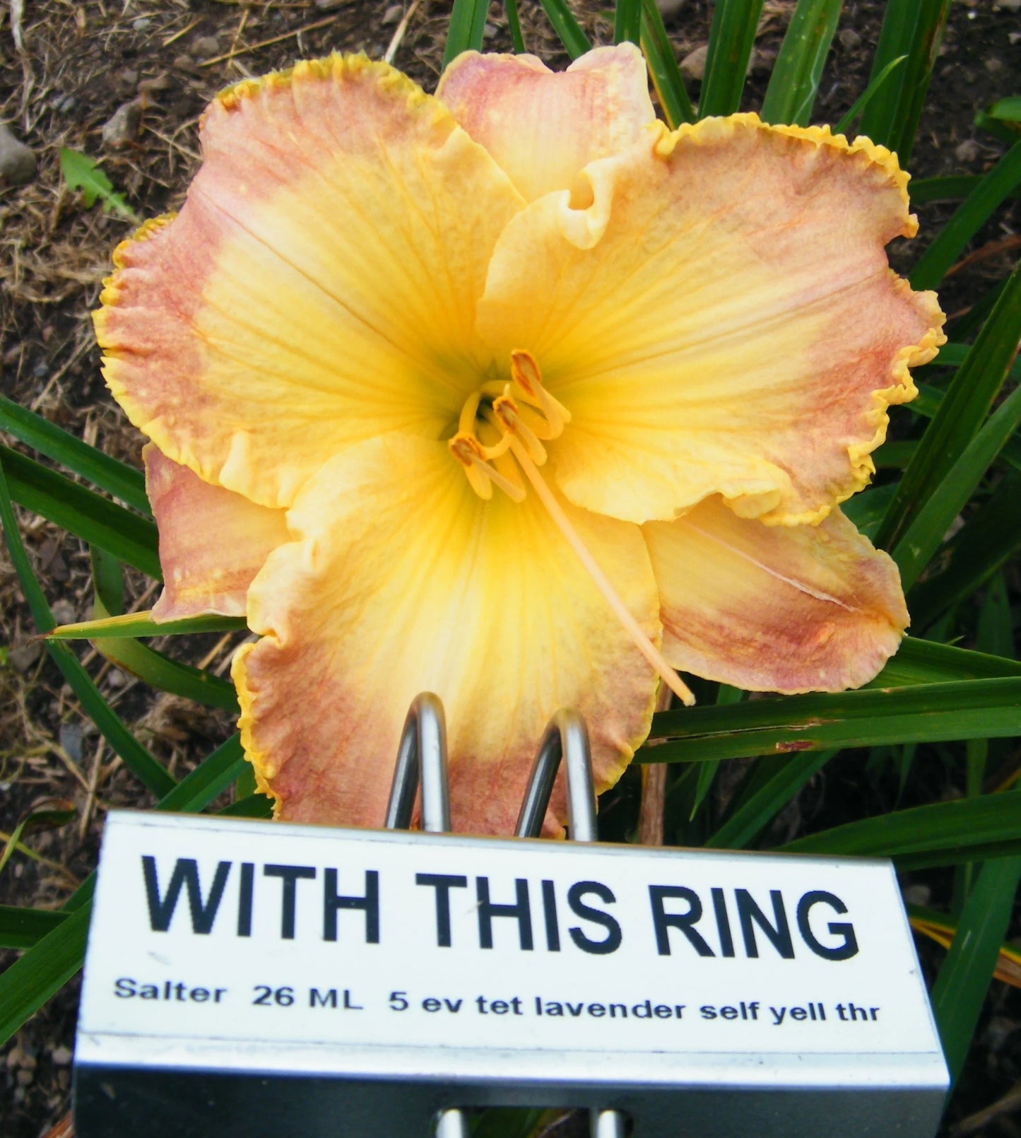 WITH THIS RING