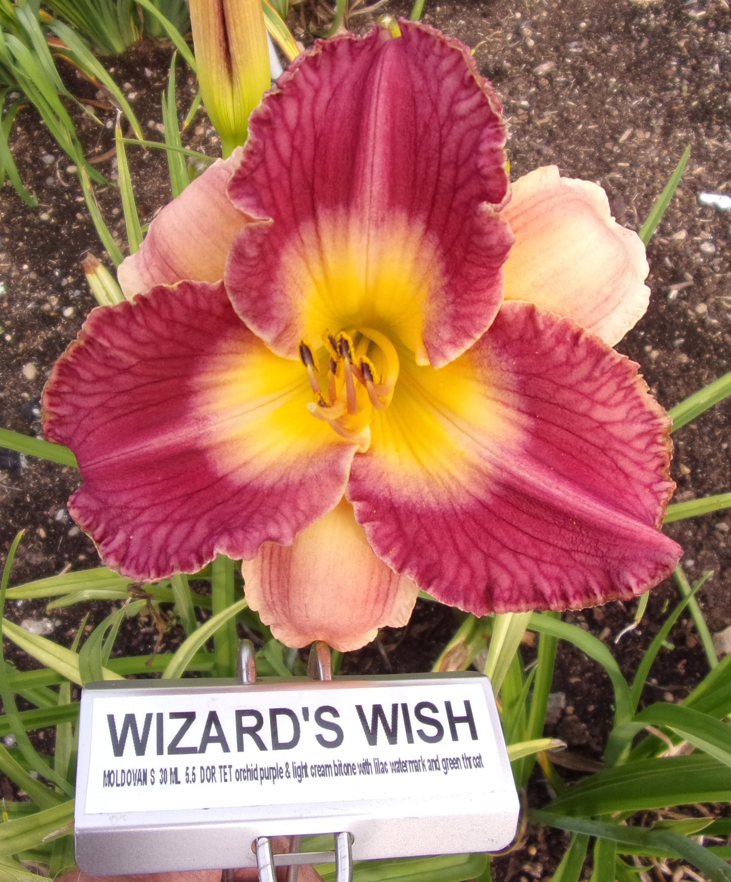WIZARD'S WISH