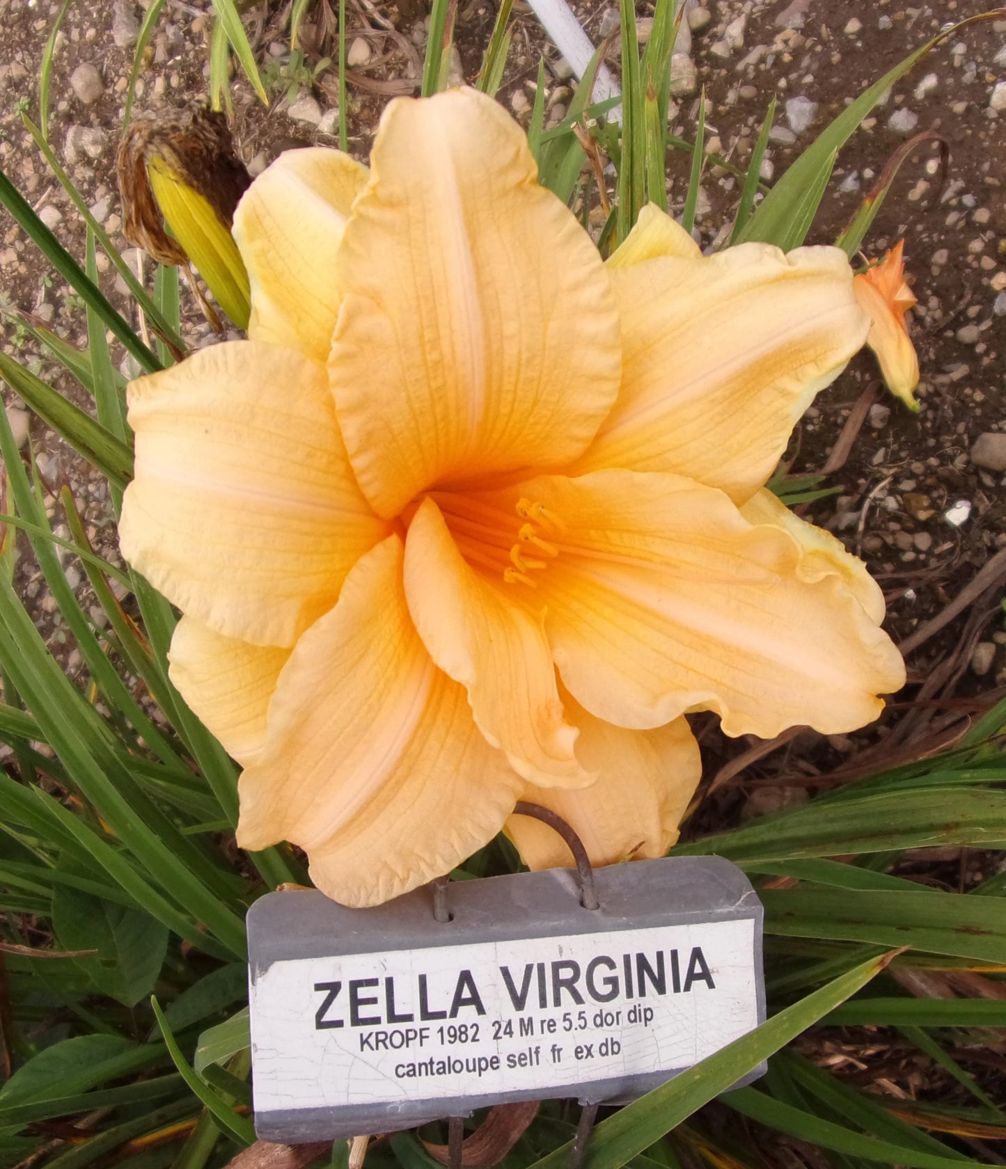 ZELLA VIRGINIA